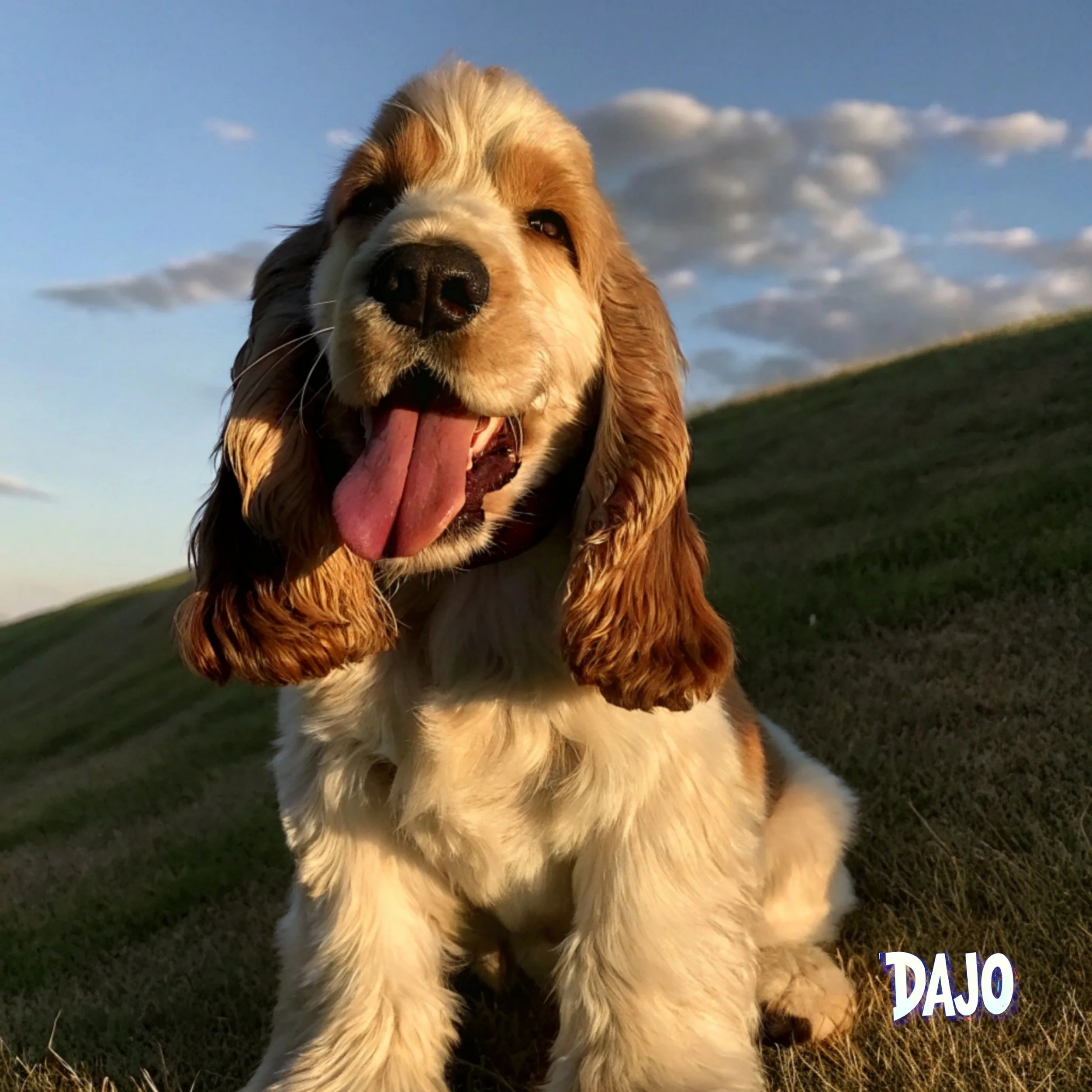 PET.PAW.TRAIT.DANIEL.SPANIEL.jpg