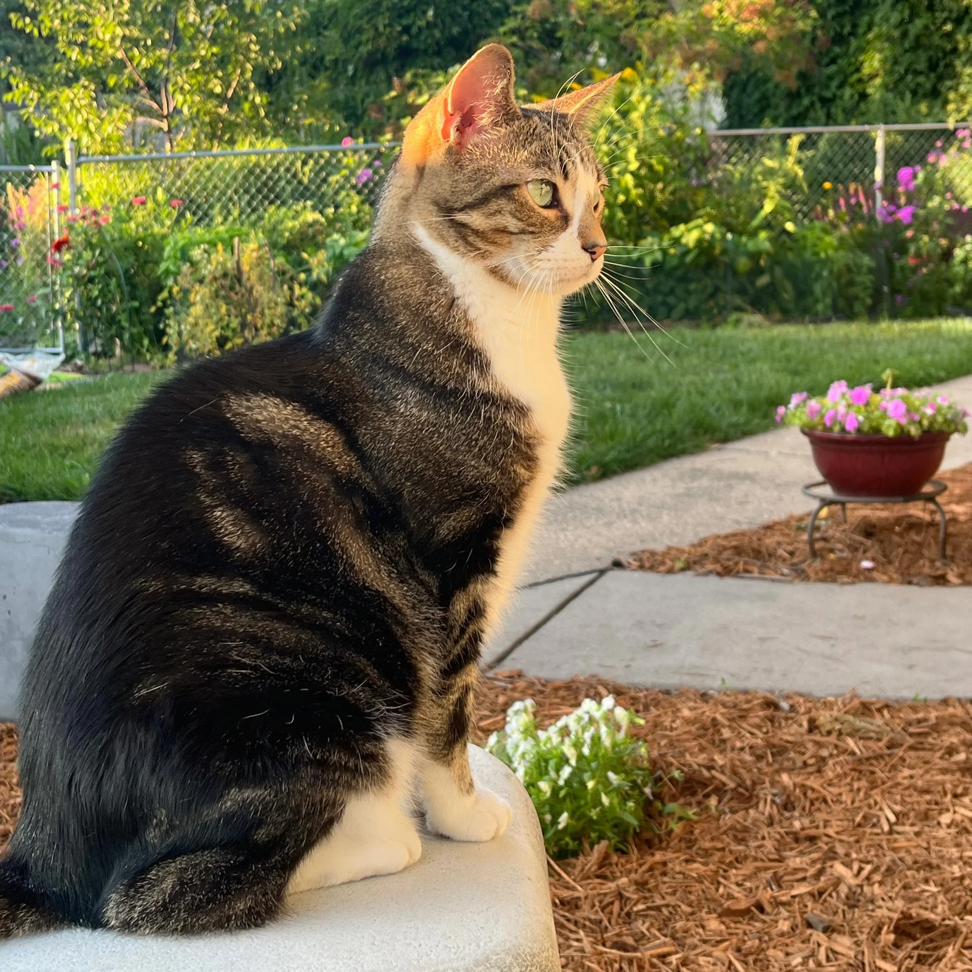 Janet's cat hanging out in her back yard
