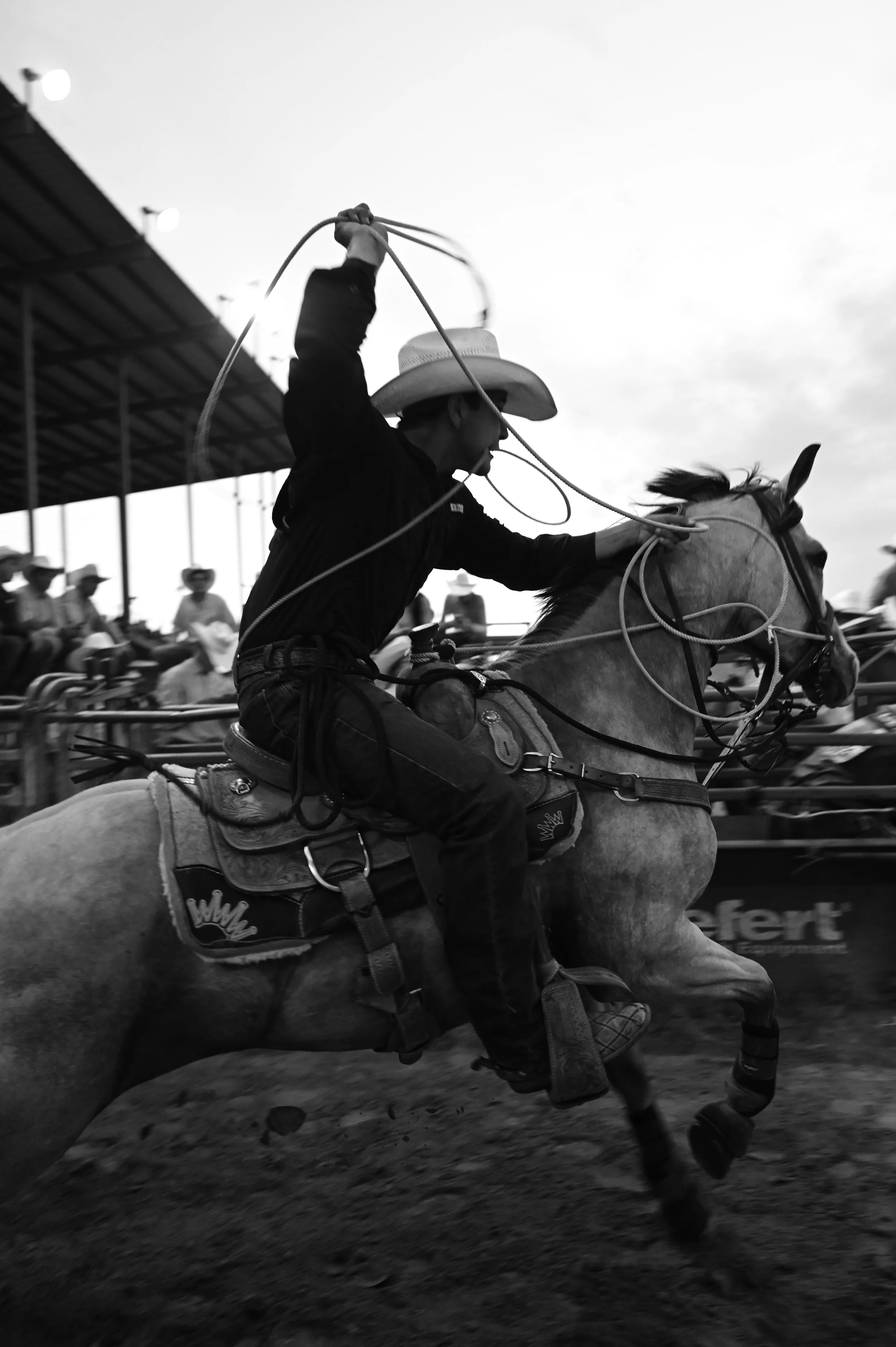 Rodeo cowboy riding a horse, holding a lasso, with a crowd and a rodeo arena in the background.