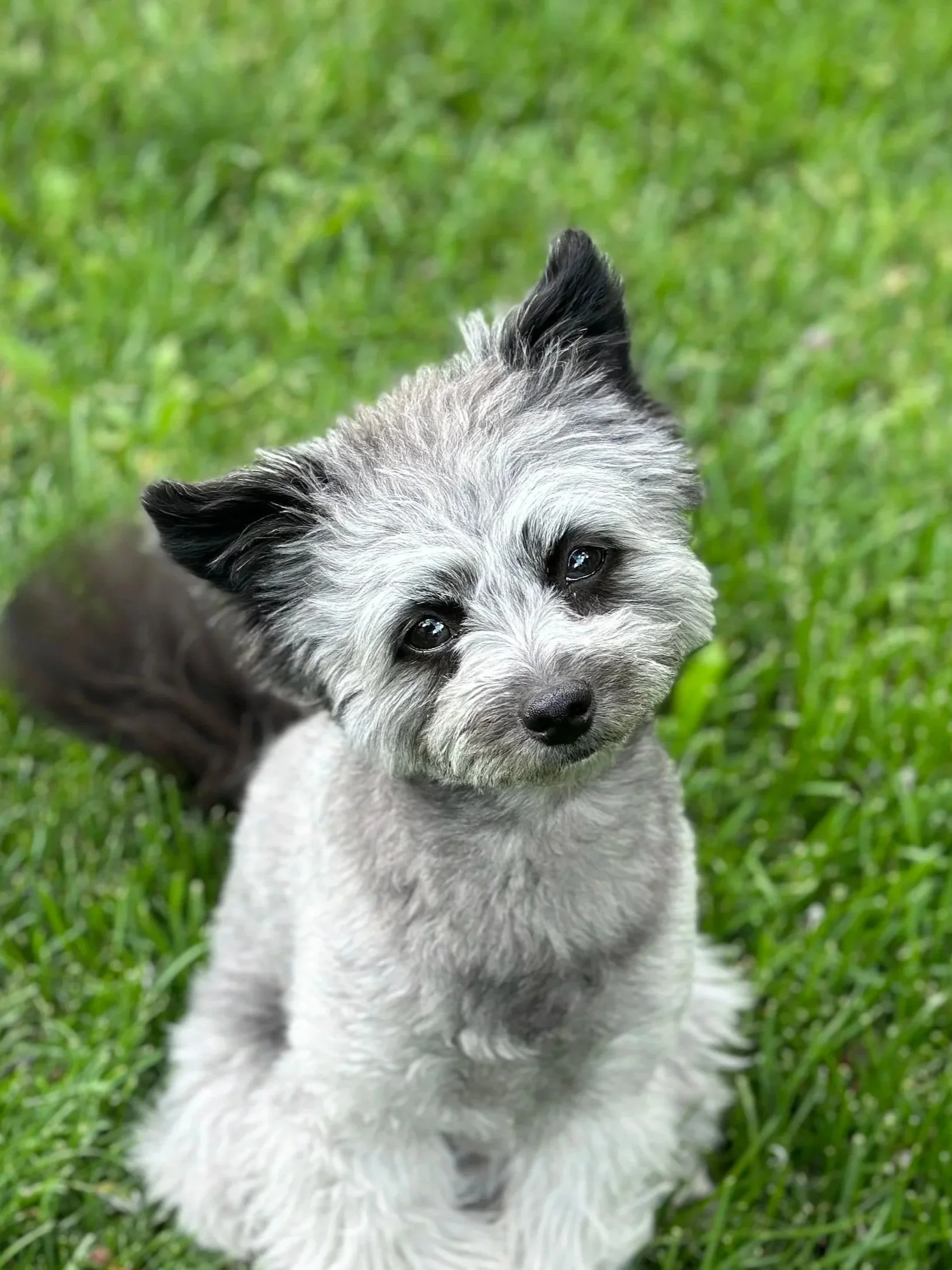 Cute young dog with gray and black fur, sitting on green grass, looking up at the camera.