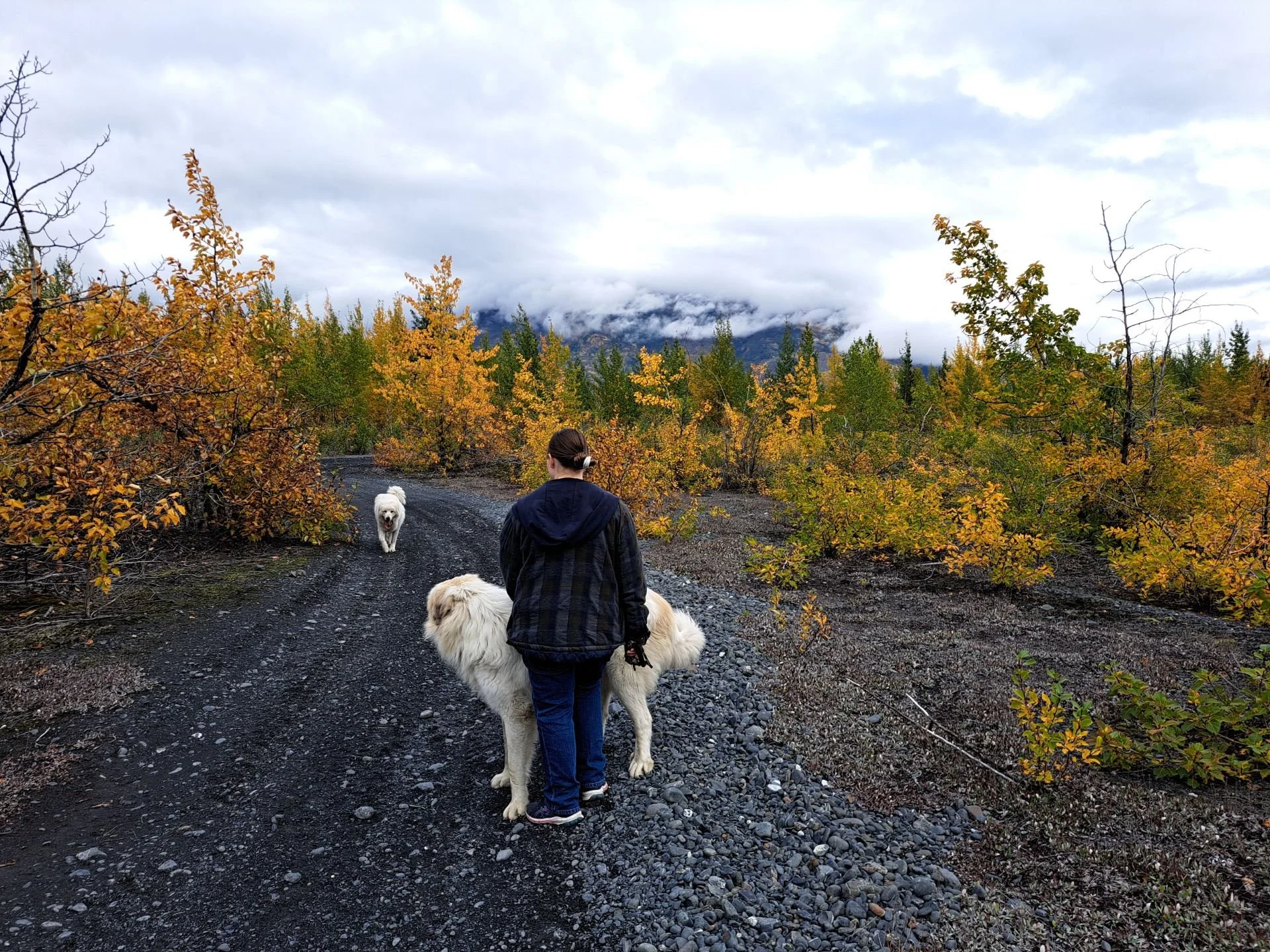 A woman walking with two large dogs on a rocky dirt trail through colorful autumn foliage with mountains and cloudy sky in the background.