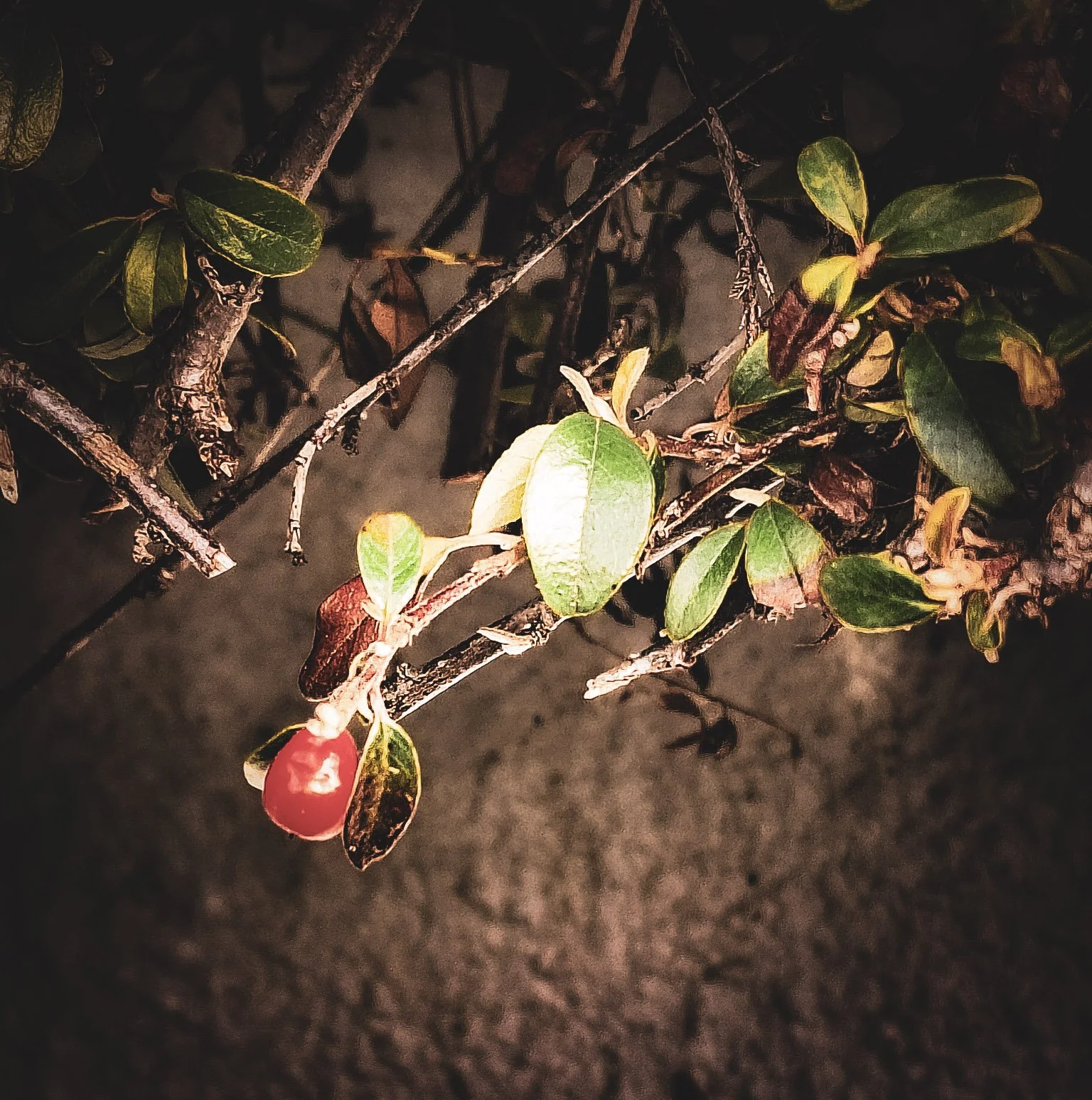 8-Delt fra Lightroom Mobile (2).jpg