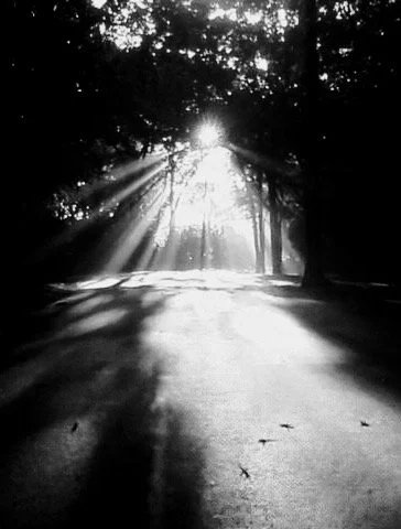 Sunlight shining through trees onto a forest road in black and white.