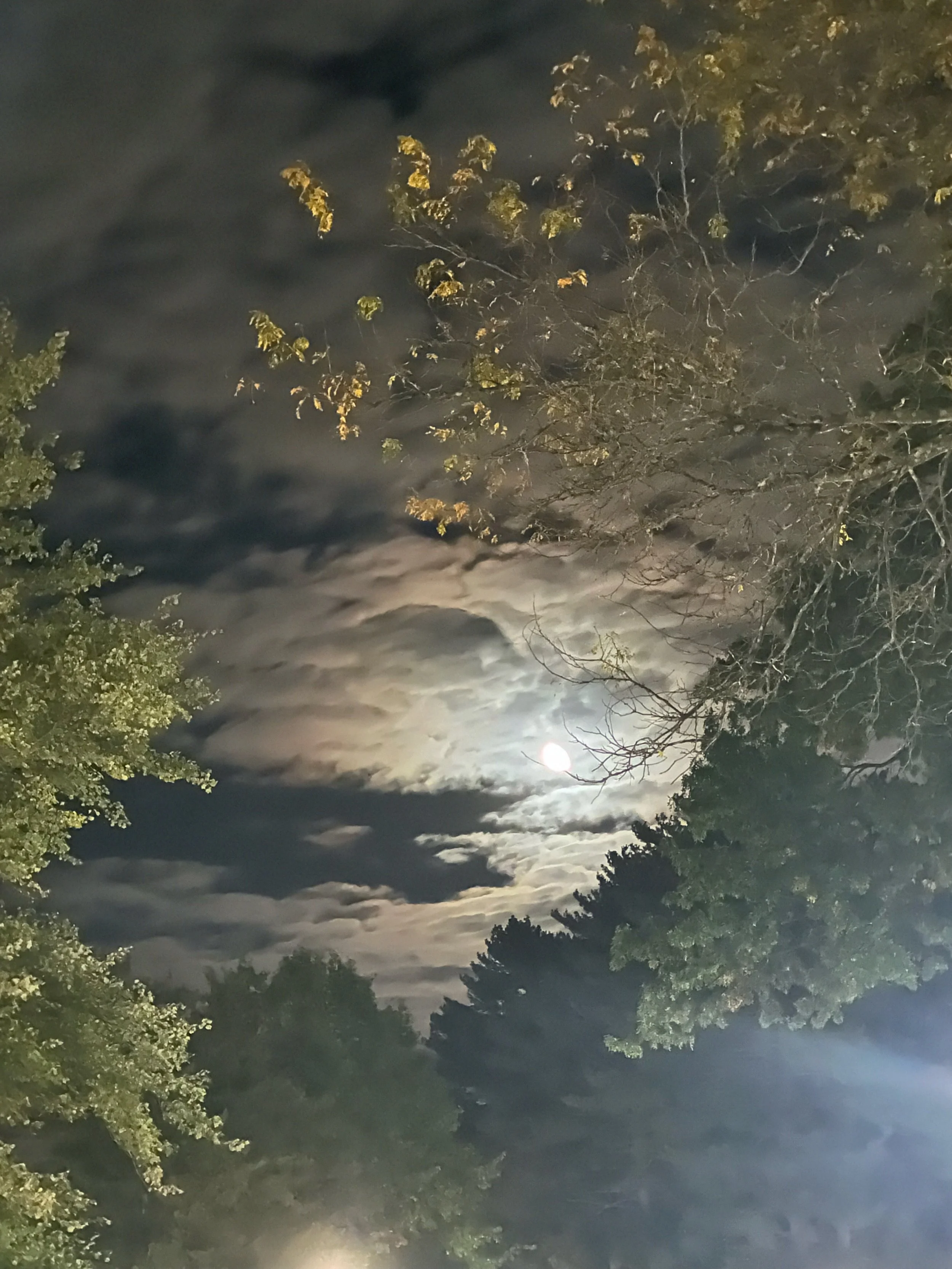 Night sky with the moon partially obscured by clouds, surrounded by trees with some leaves illuminated by artificial light.