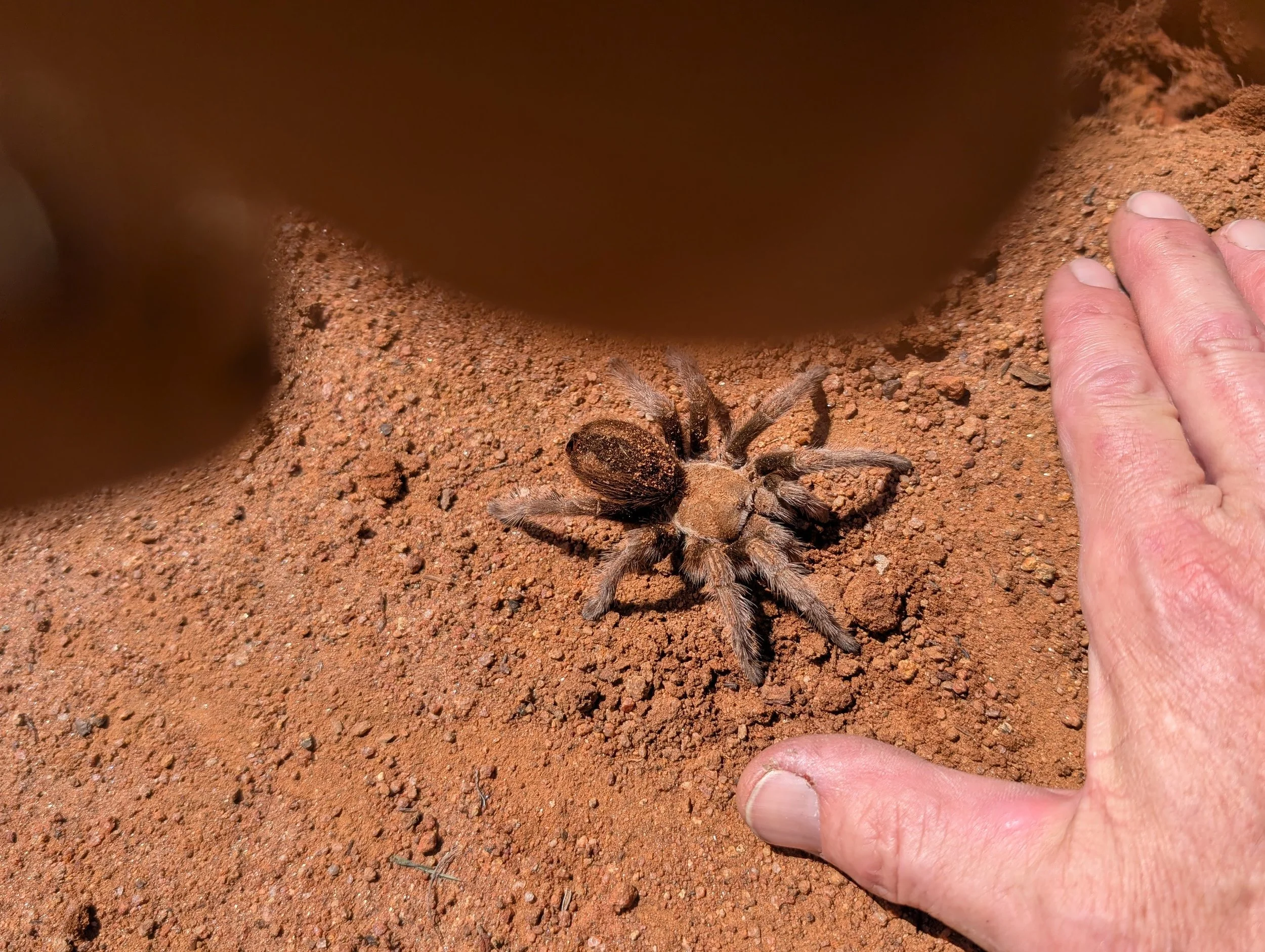 Bear Canyon and Bear Ridge 2025-03-03