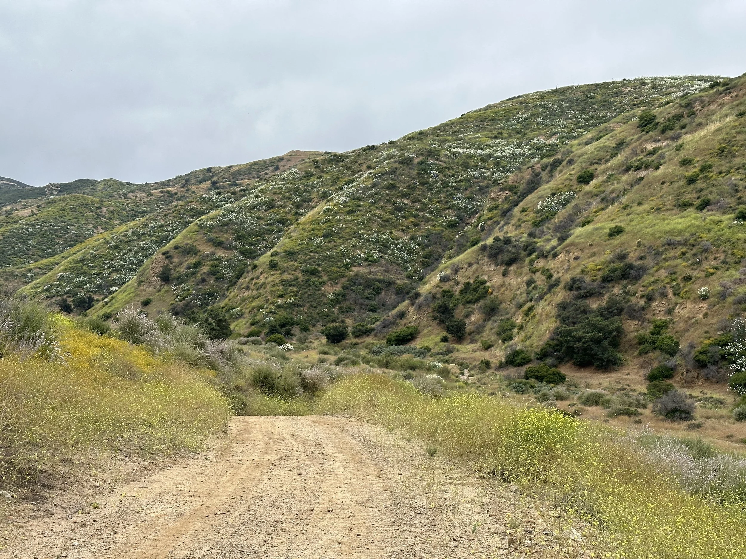 The route starts by heading up Coal Canyon Road
