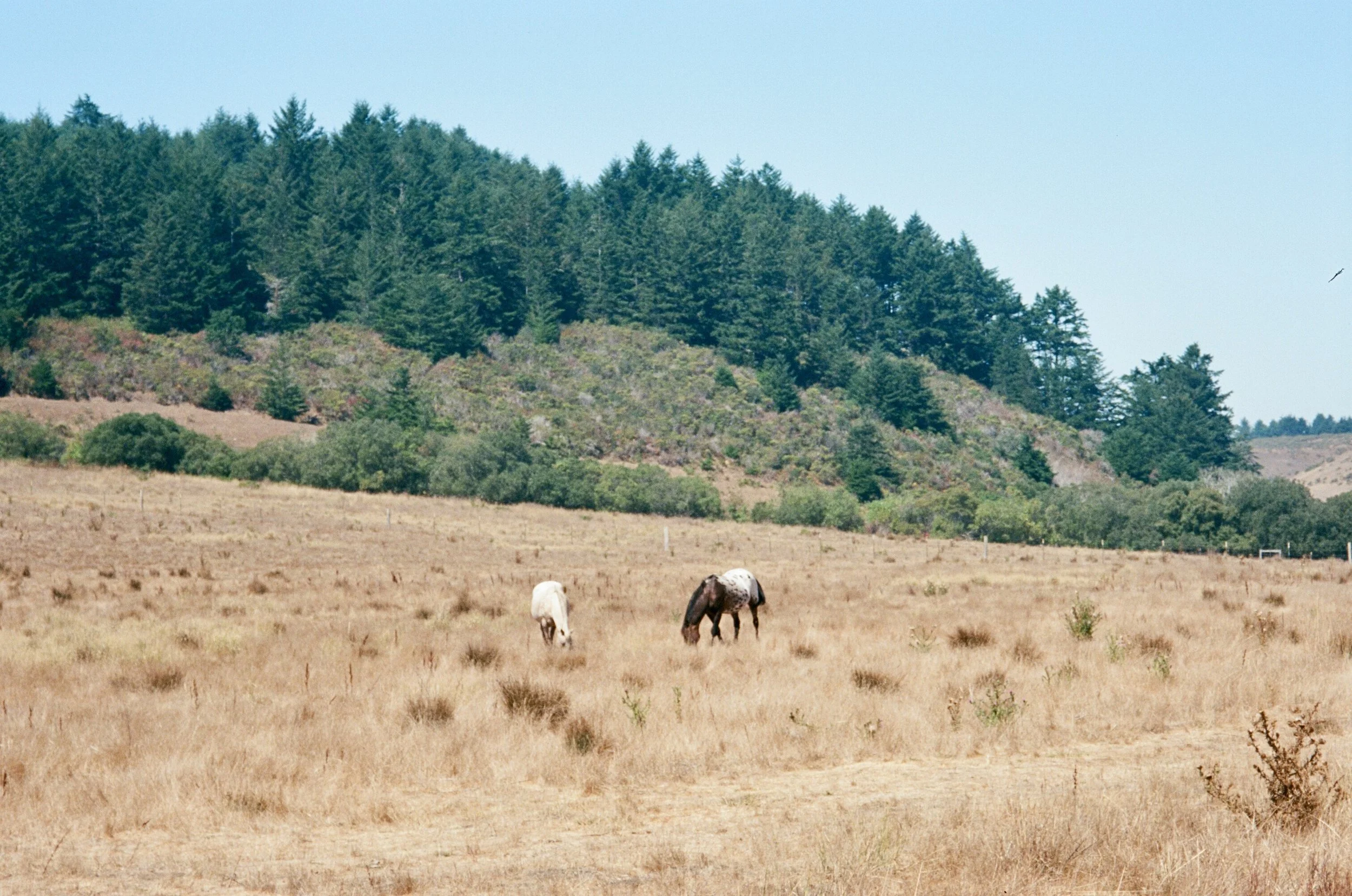 2026: Year of the Fire Horse!