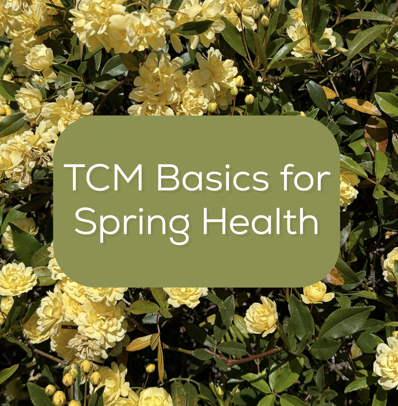 TCM Basics for Spring Health