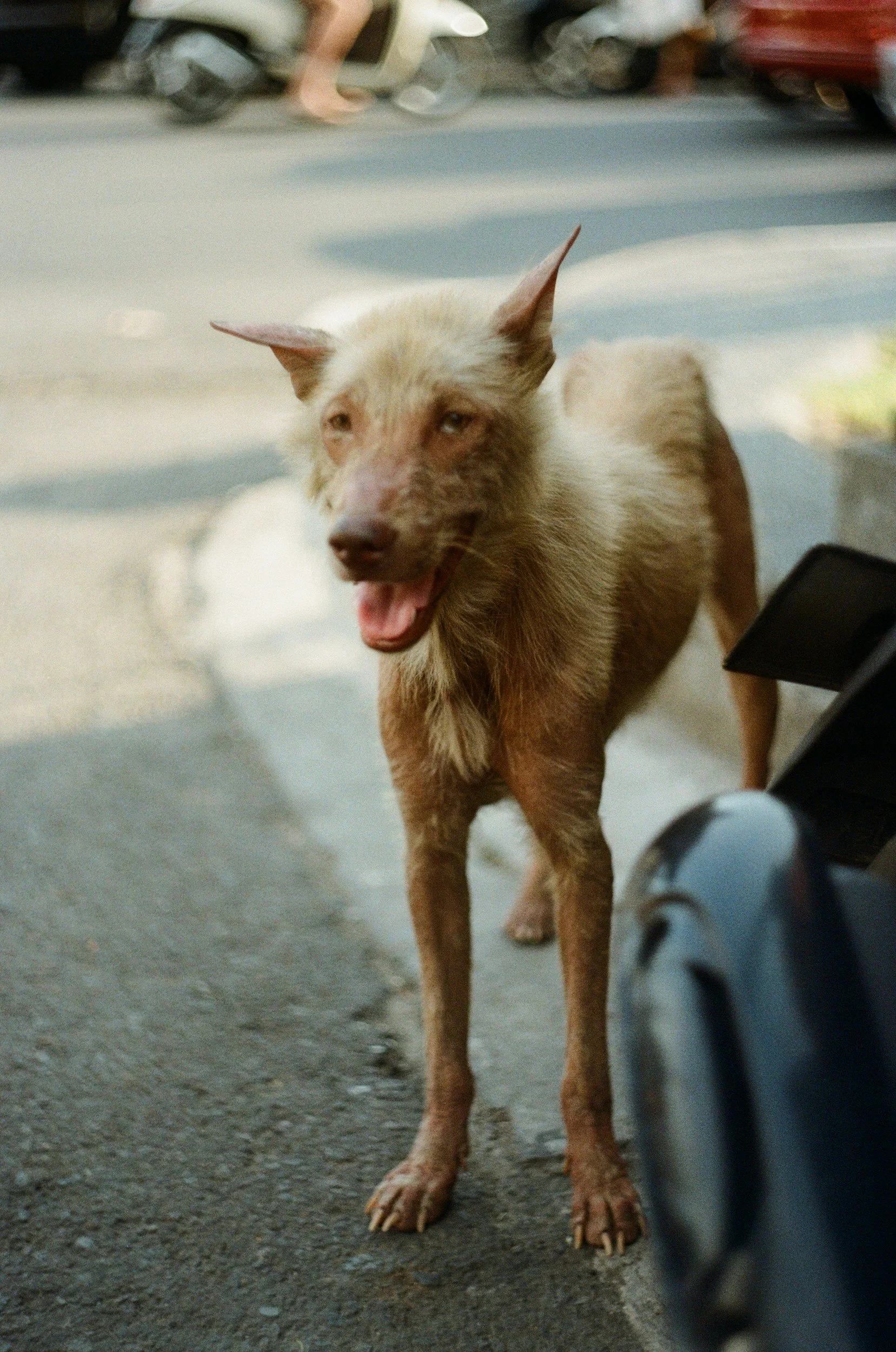 A brown dog with fluffy fur standing on a sidewalk, panting with its tongue out, near a parked motorcycle and a vehicle in the background.