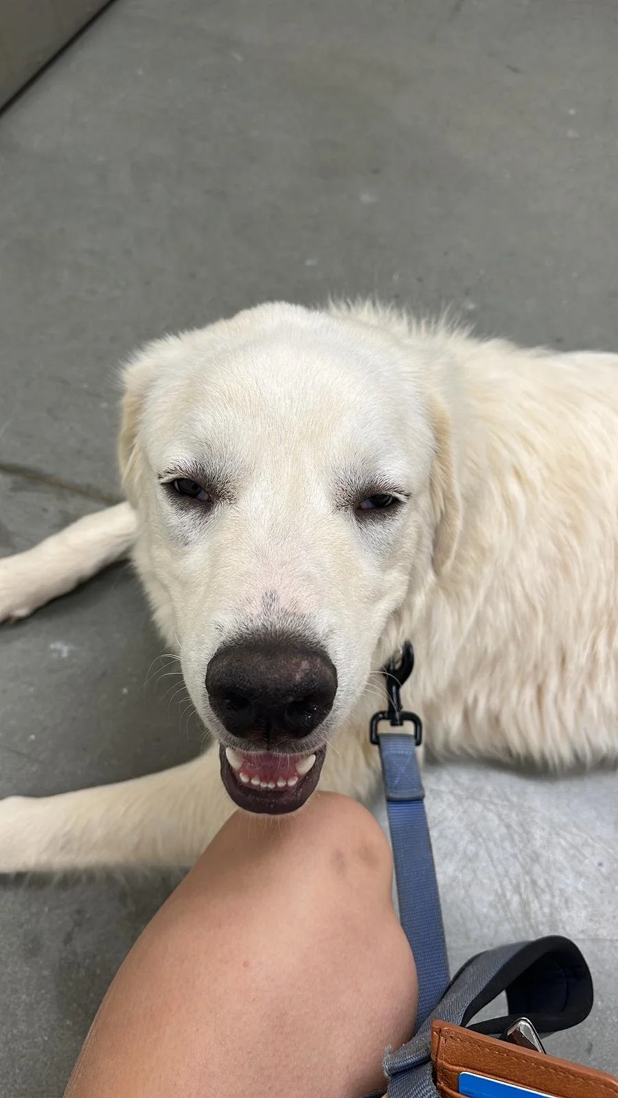 Zuzu's Monthly Donation