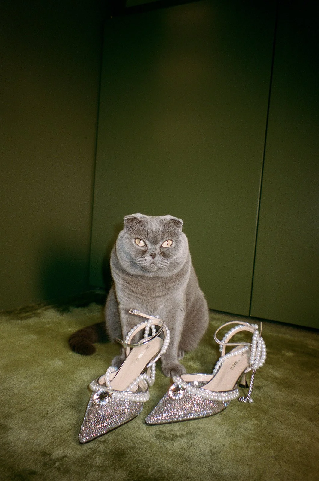 A gray cat sitting on a green carpet in front of a dark green wall, with a pair of glittery high heel shoes decorated with pearls placed in front of it.