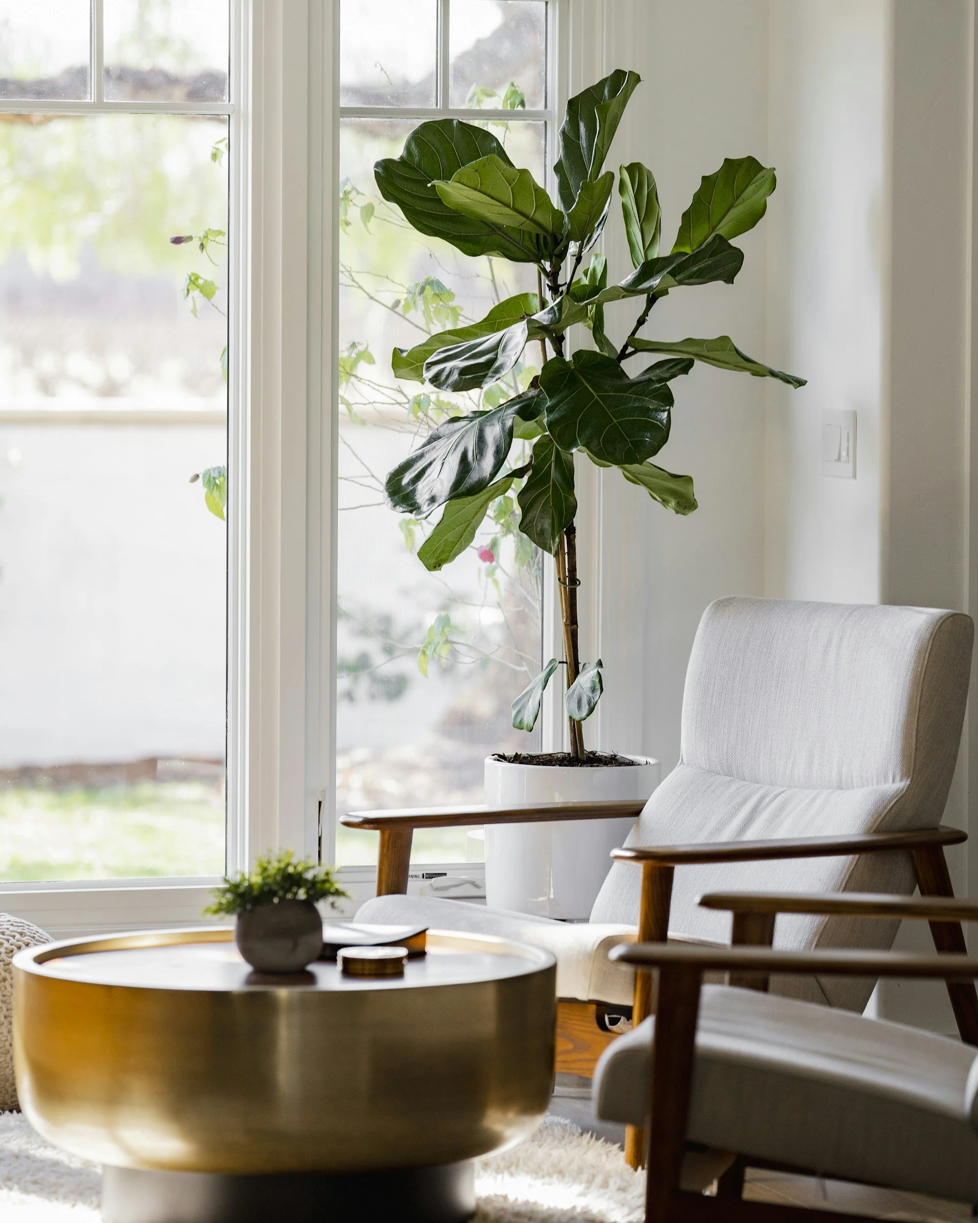Living room with a large potted fiddle leaf fig tree next to a window, a beige armchair, a small round coffee table with a plant and a book on it.