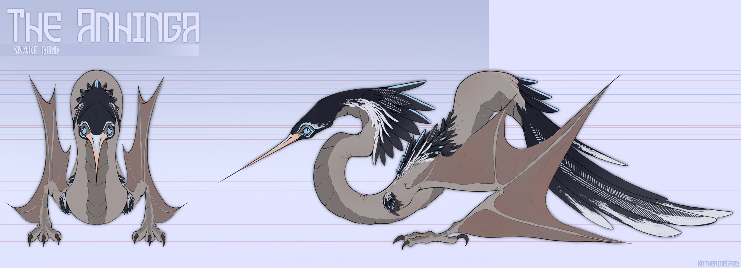 AnhingaOrtho.8.29 (3).png