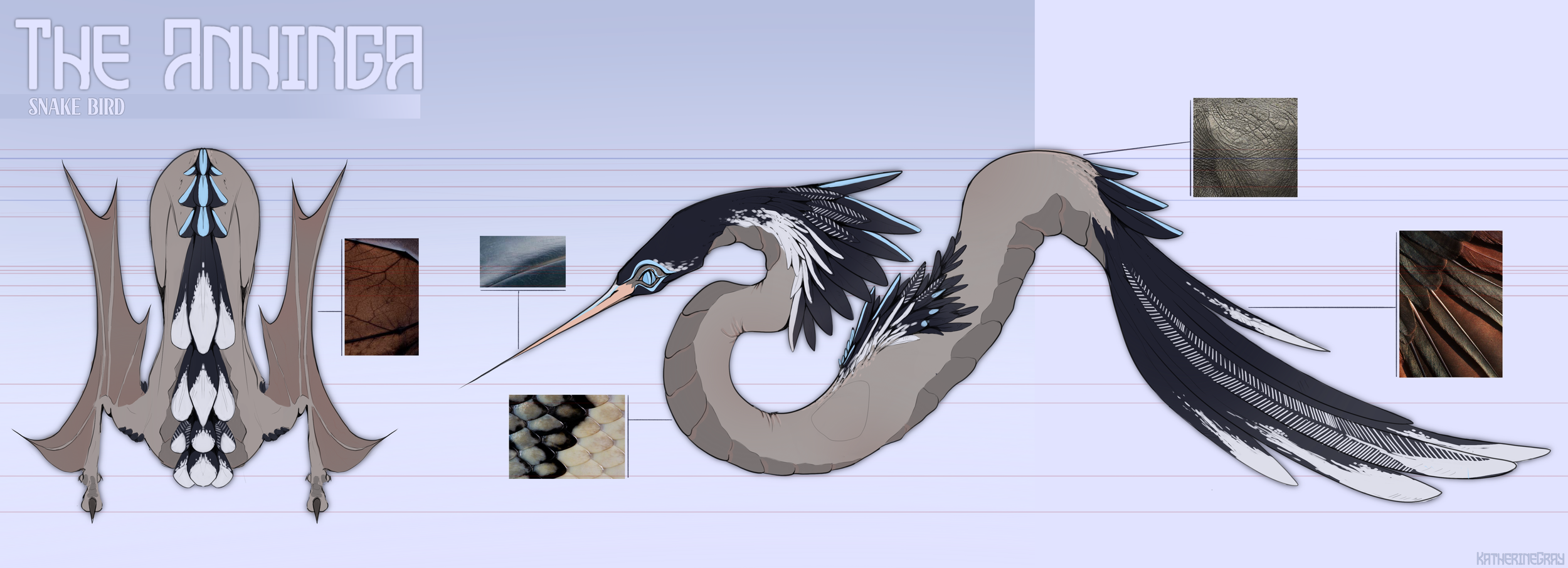 AnhingaOrtho.8.29 (4).png