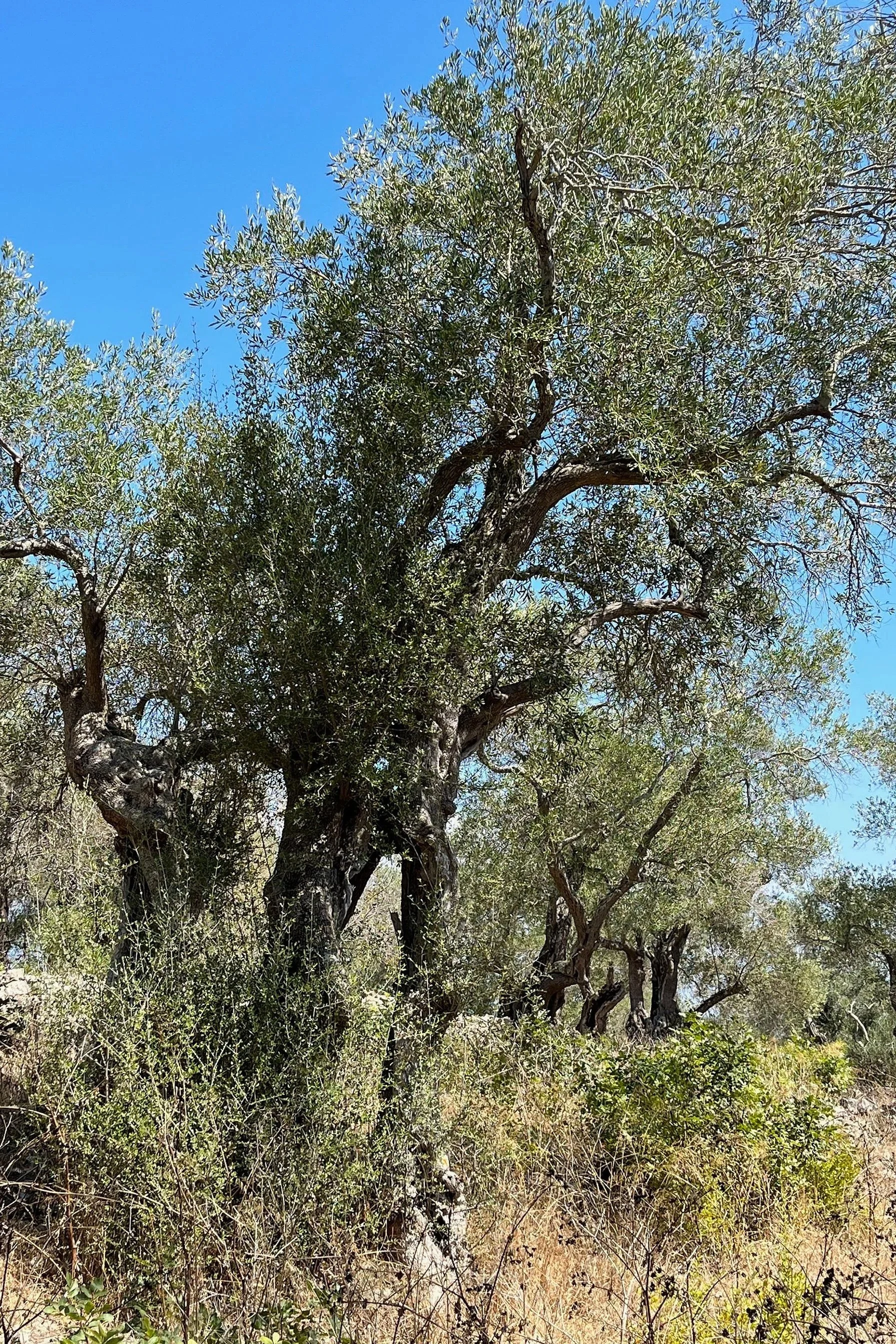 Pluribus και Φιλελευθερισμός