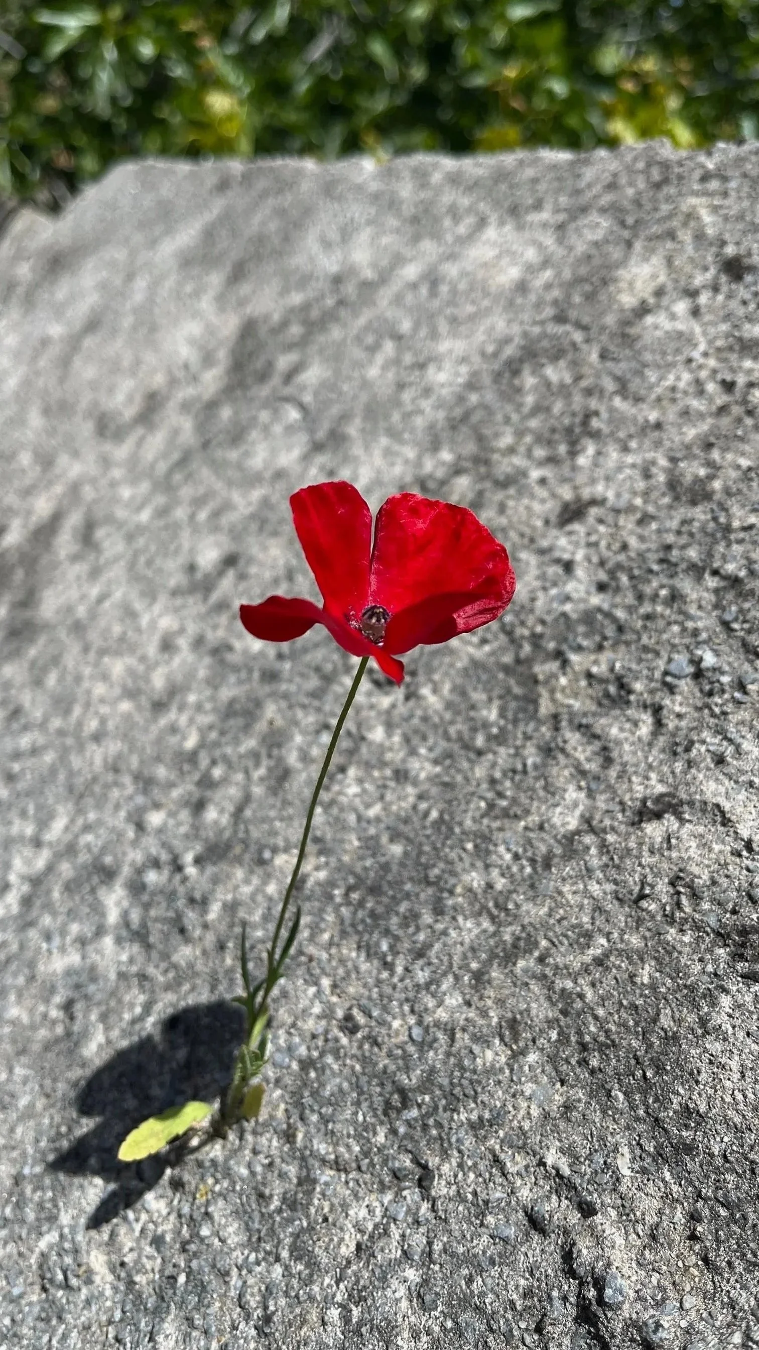 Φαίδρα ή το ψέμα