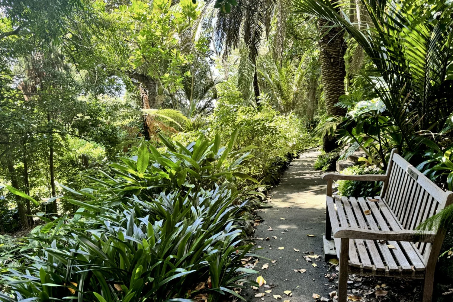 The path to the pool, with green plants and a wooden bench on the right side, surrounded by lush foliage and trees.
