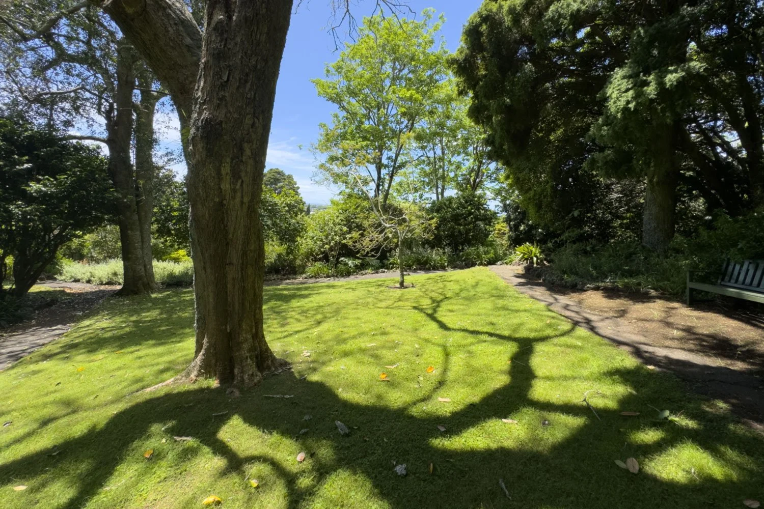A sunny park scene with large trees casting shadows on the grass, a bench on the right side, and a pathway on the right edge, lush green foliage, and a blue sky with a few clouds.