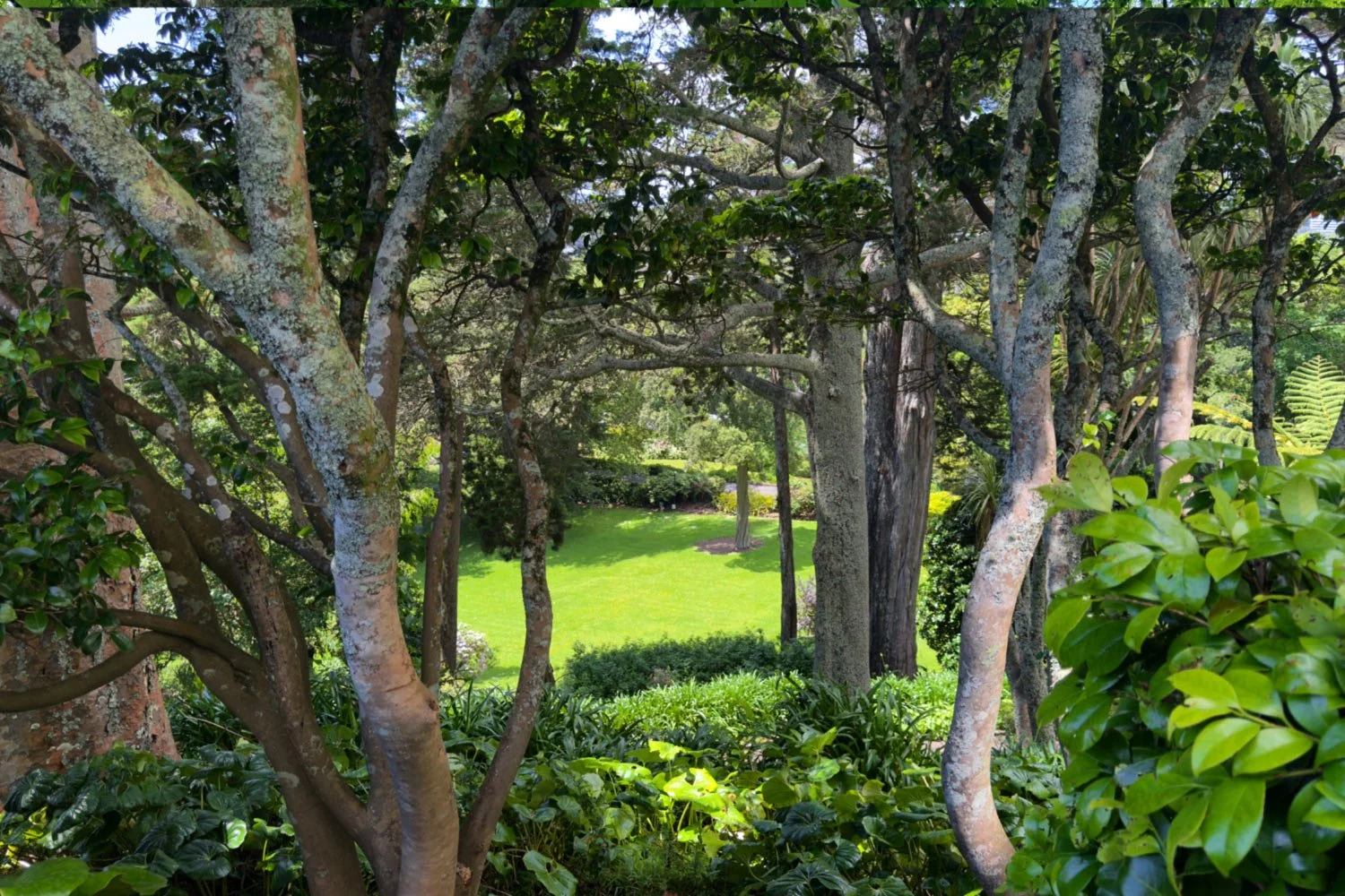 Lush garden with trees, green grass, and dense foliage.
