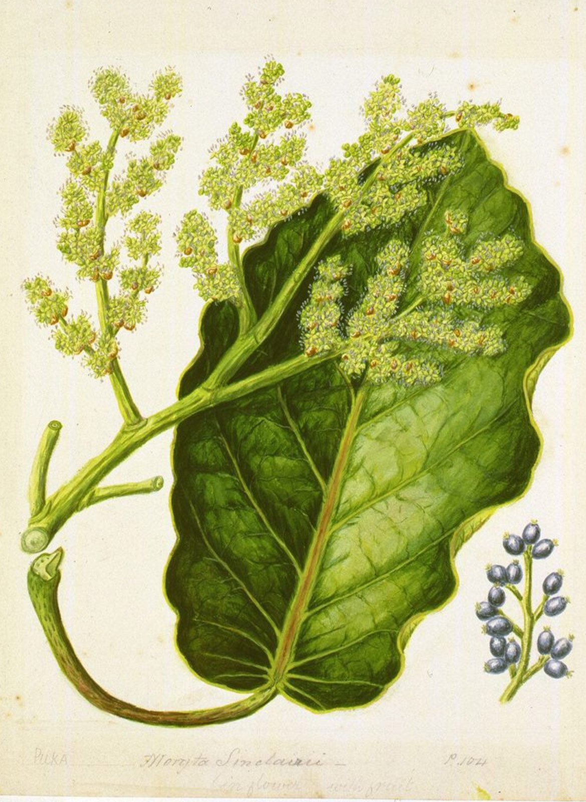 Botanical illustration of Meryta sinclairii, commonly known as the puka