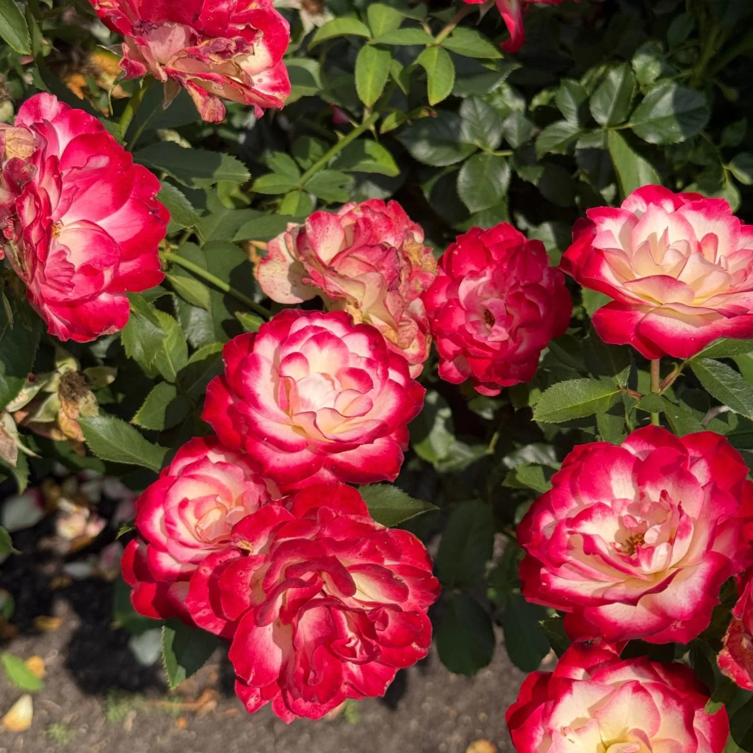 roses.jpg
