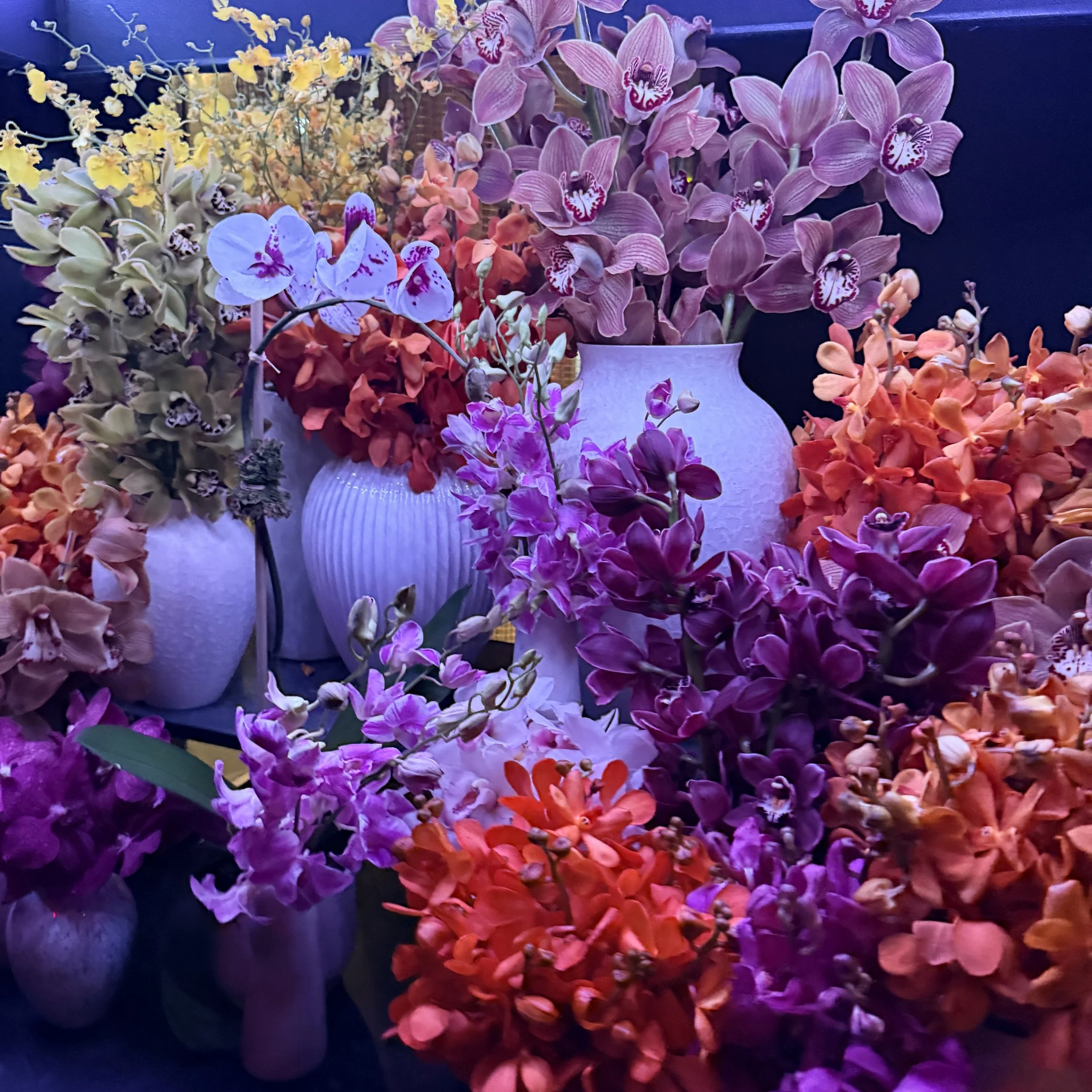 orchids.flowers.vibrant.color.ellieday.studio