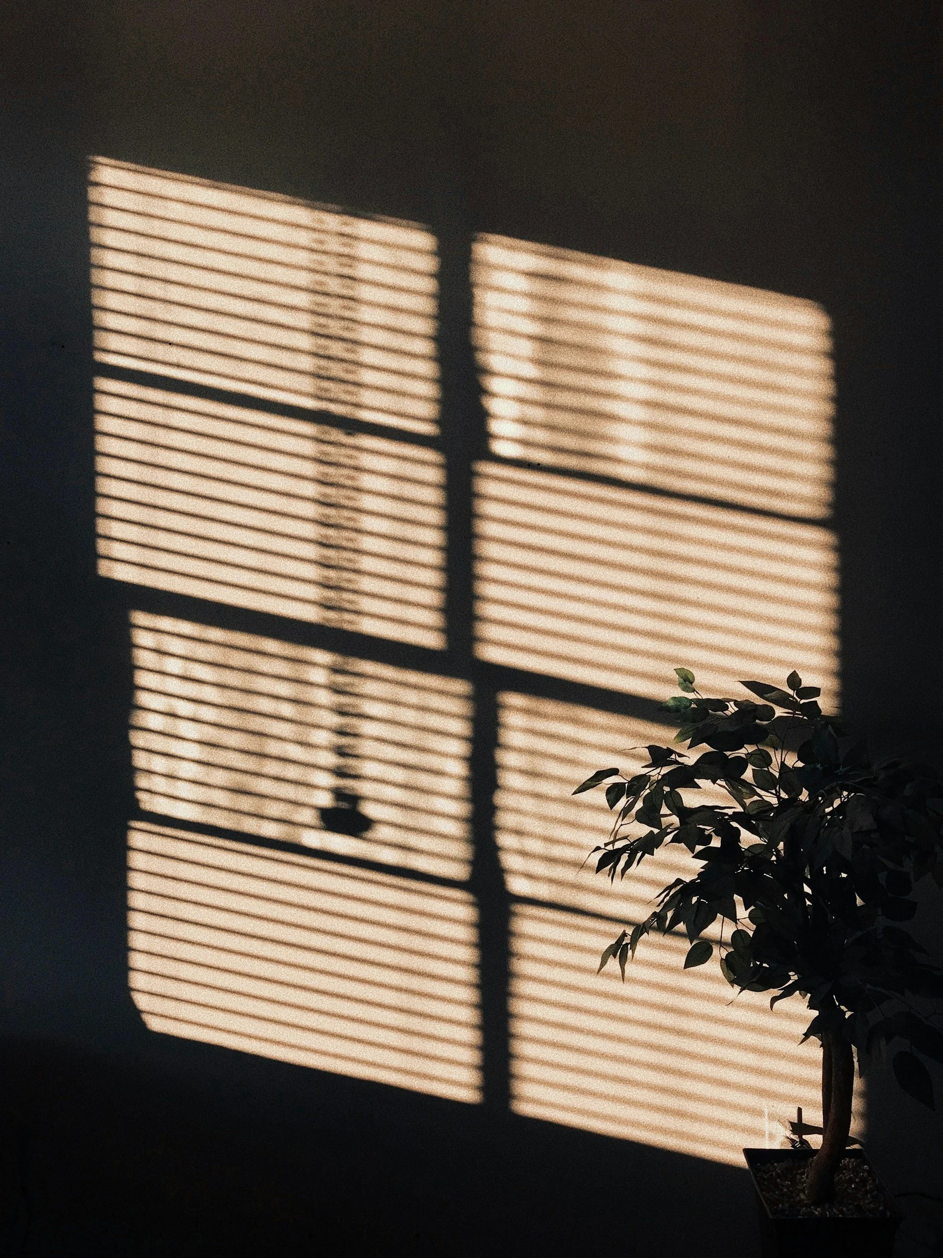 Sunlight streaming through window blinds, creating striped shadows on the wall and a potted plant nearby.