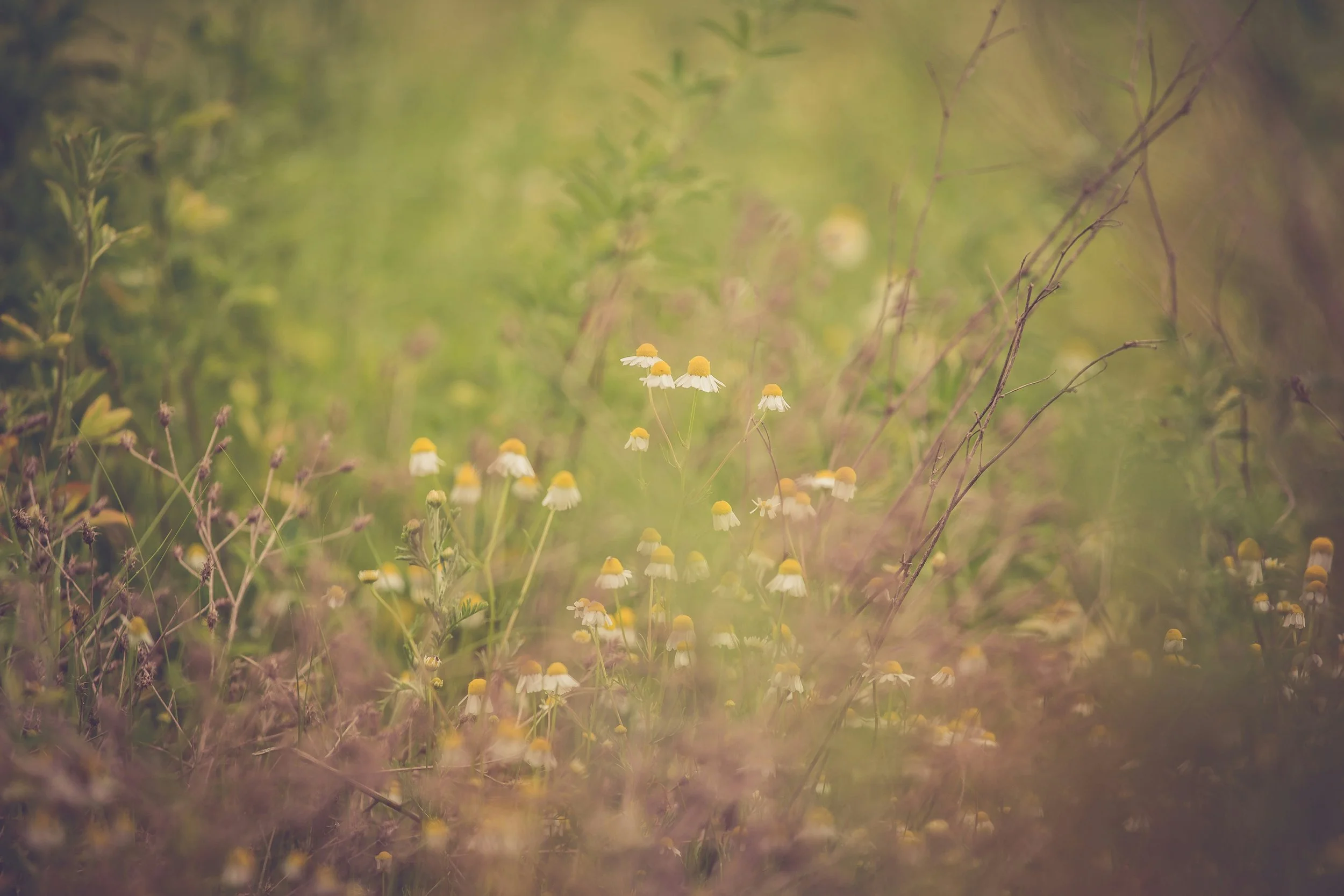 Botanical Ingredients with Magical Properties — A Soapmaker’s Perspective