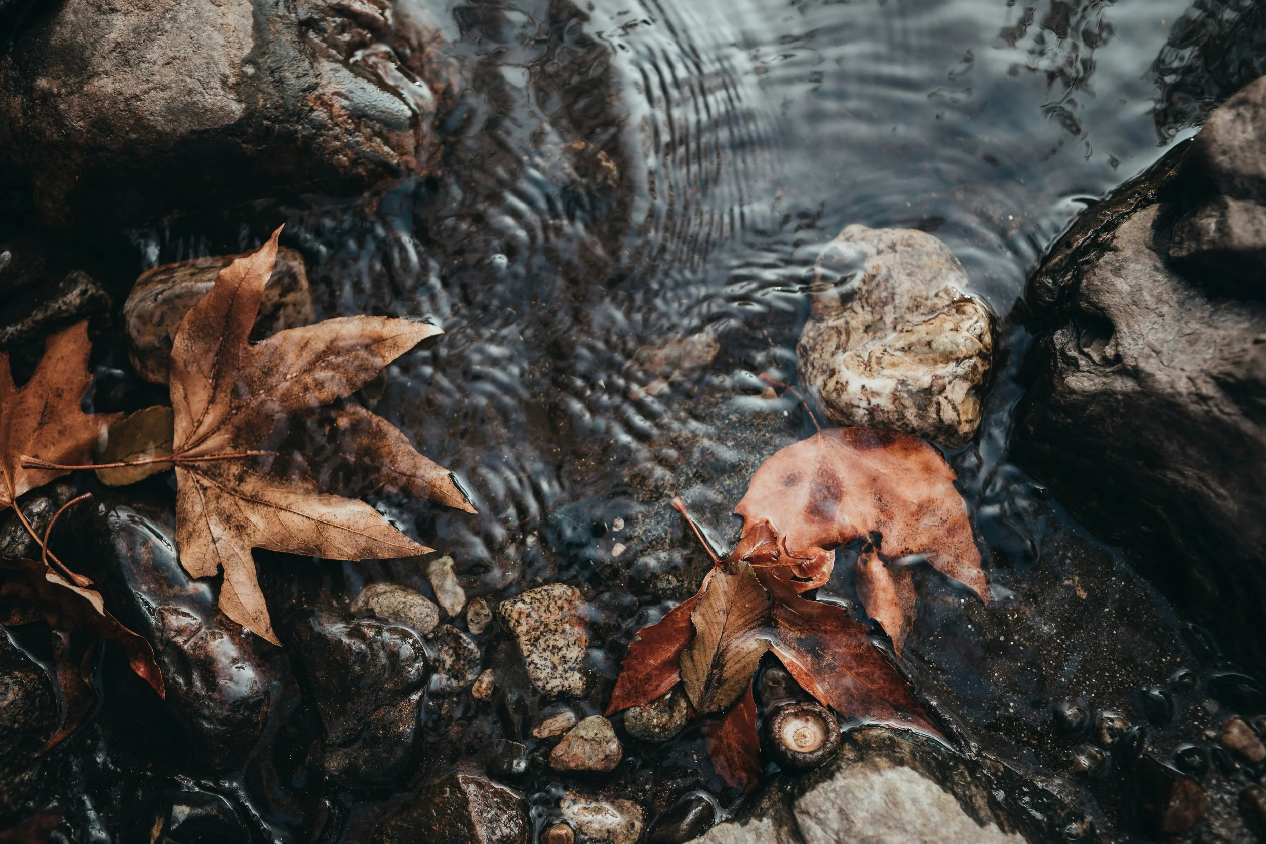 Rooted in Ritual: Botanical Soaps for Grounding During Fall Transitions