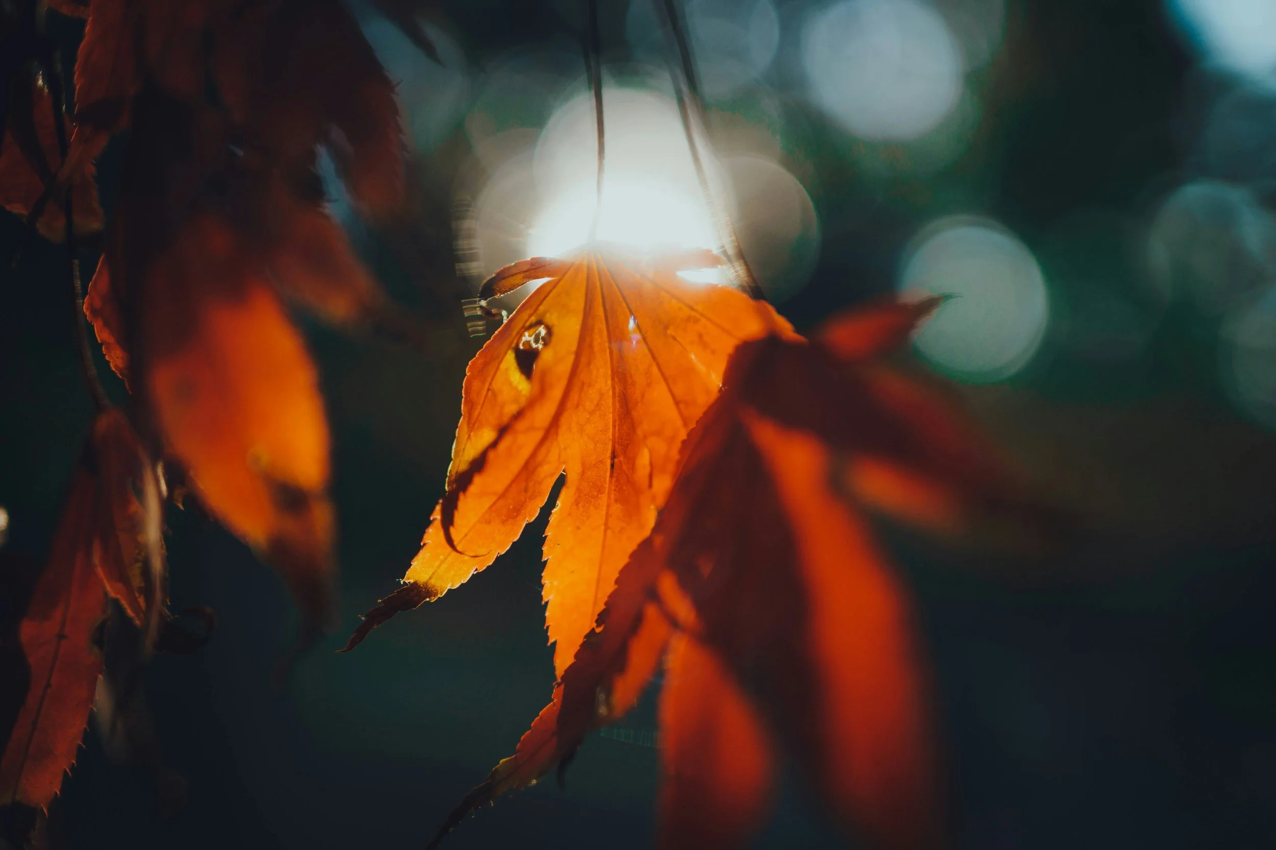 Autumn Equinox Spirit Board Ritual: Balance, Reflection, and Inner Dialogue