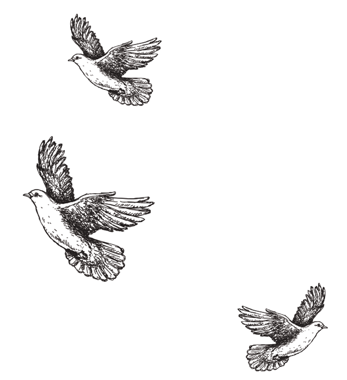 Illustration of four birds in flight, drawn in black and white with detailed feathering, set against a plain background.