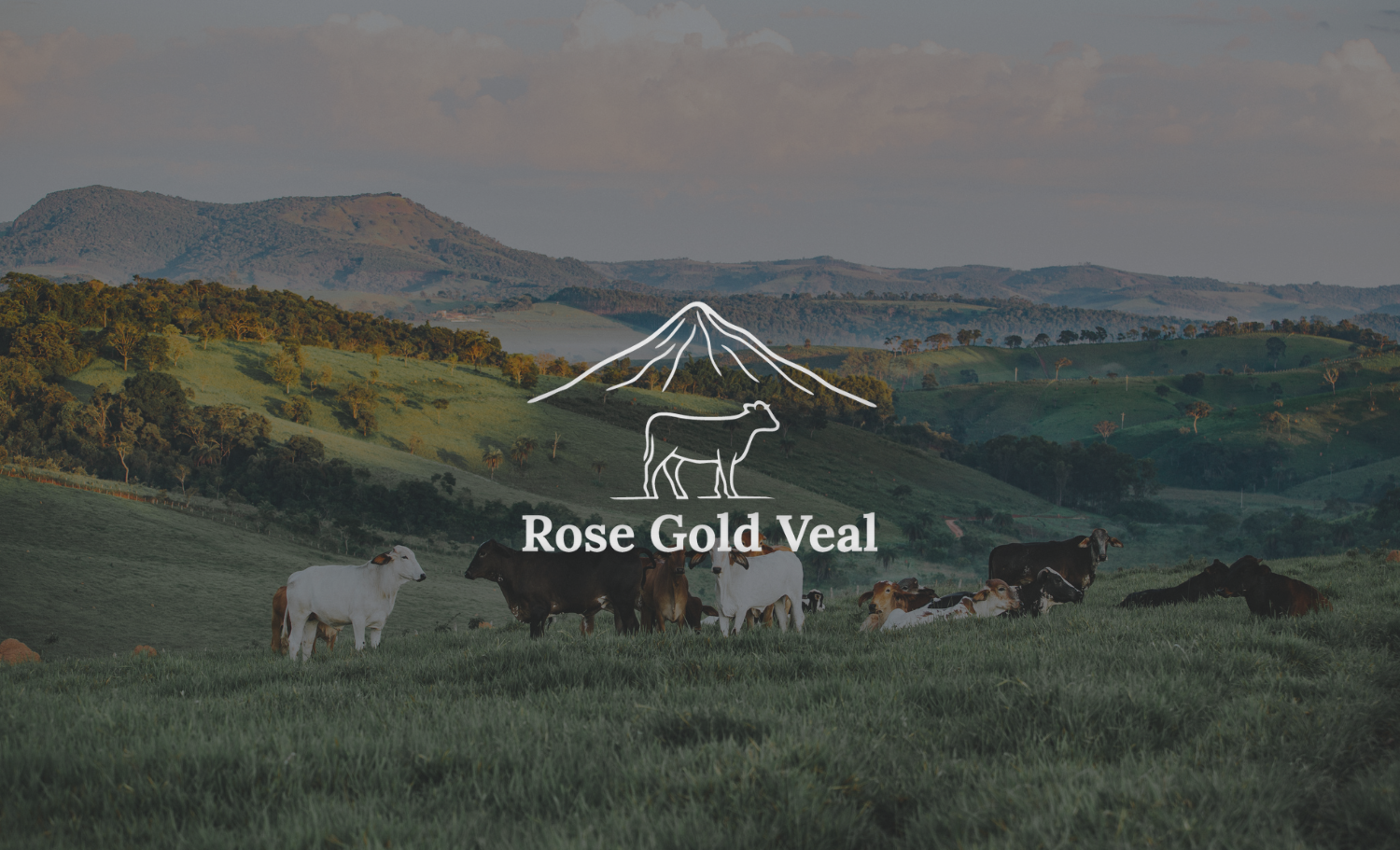 A scenic landscape with green rolling hills and a group of cows grazing, mountains in the background, and a logo with a mountain, cow, and the text "Rose Gold Veal" overlayed.