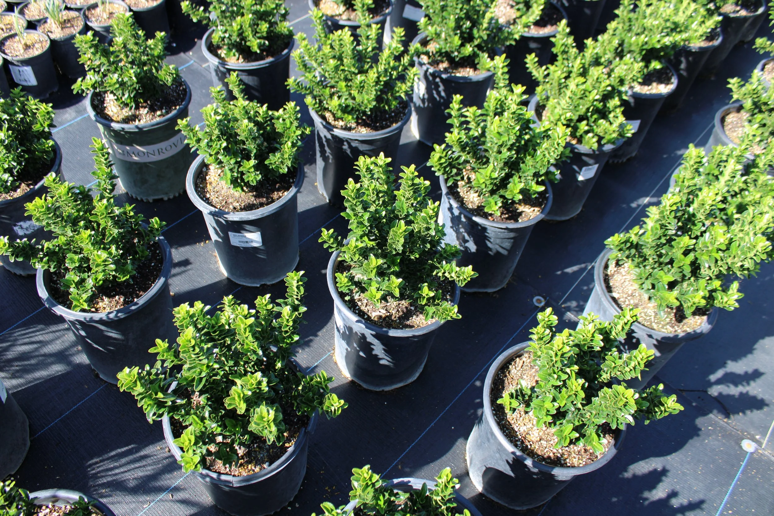 Multiple potted green leafy plants arranged in rows outdoors.
