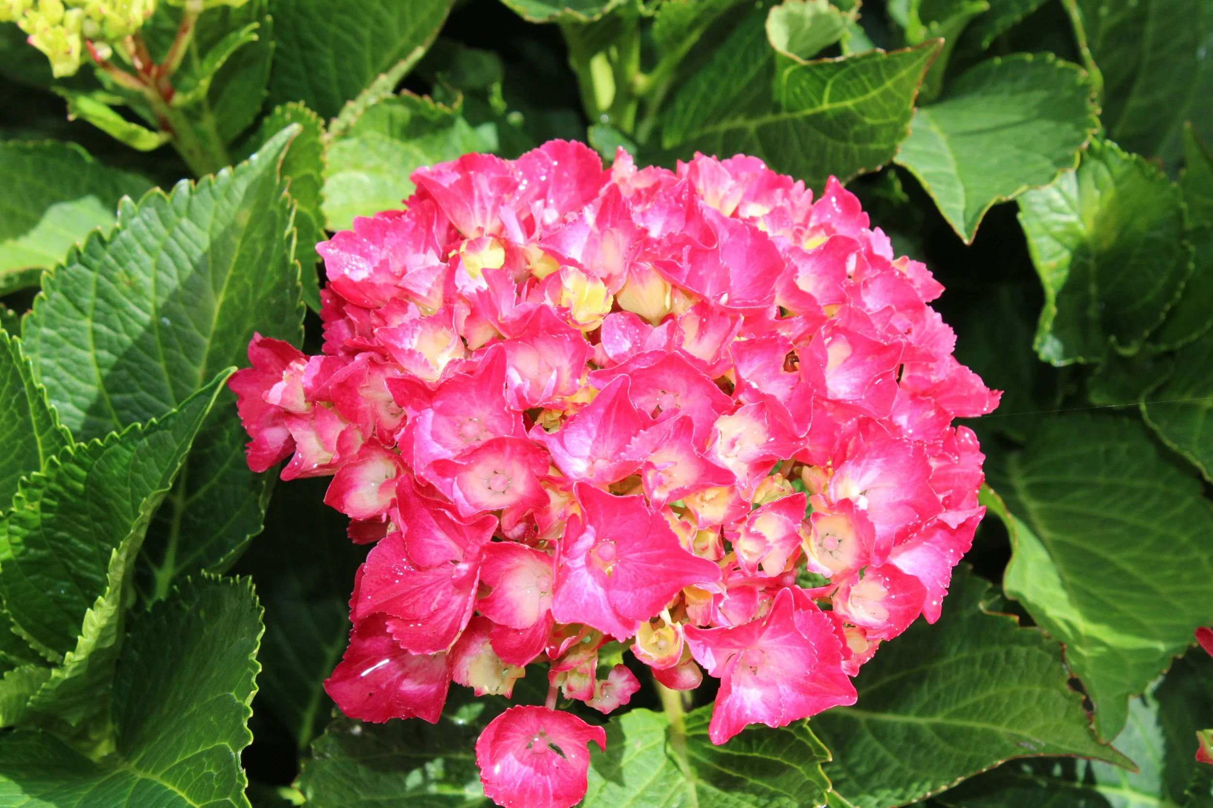 Pink hydrangea flower cluster surrounded by green leaves.
