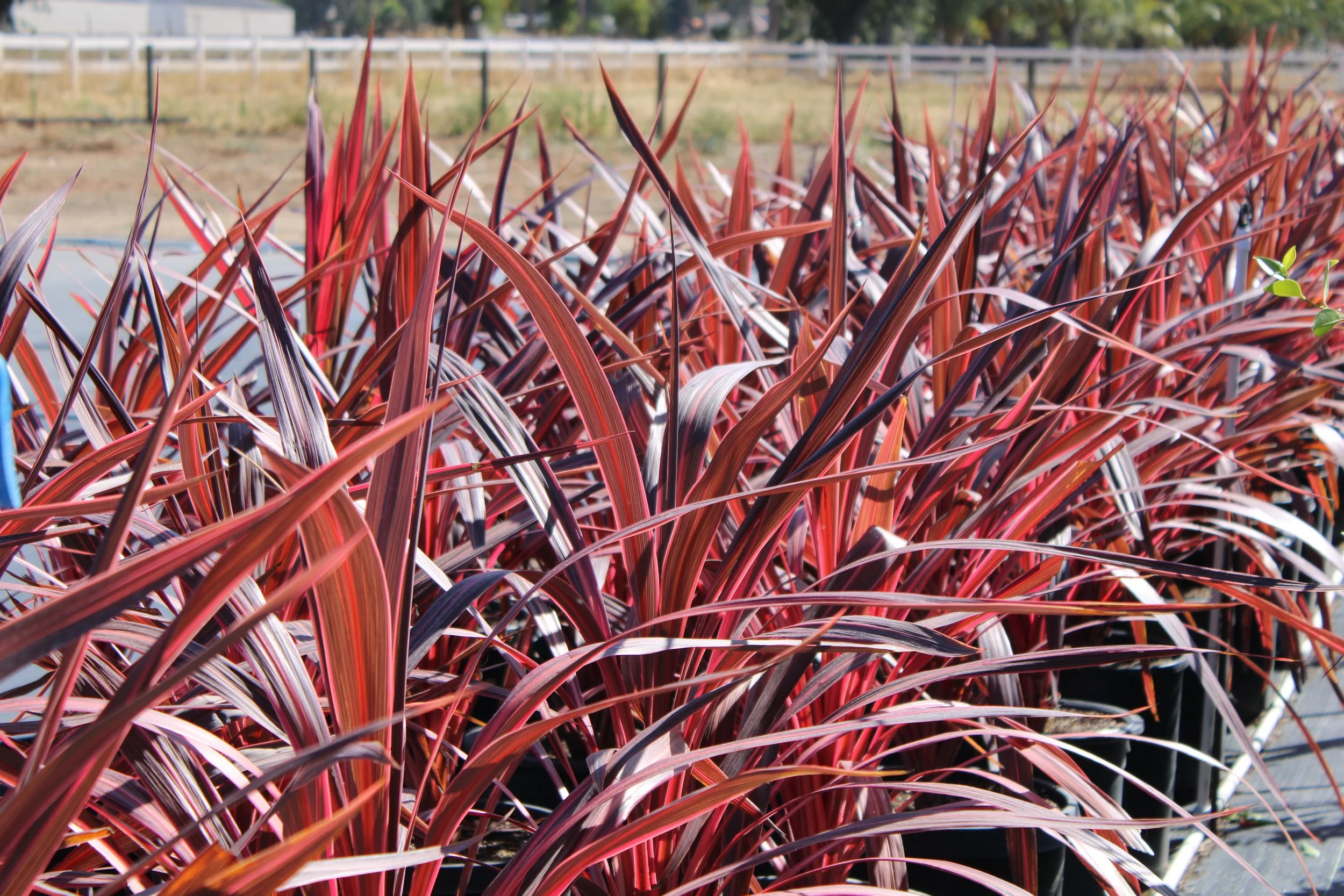 Close-up of red and purple ornamental grass plants in pots, with a fence and trees in the background.