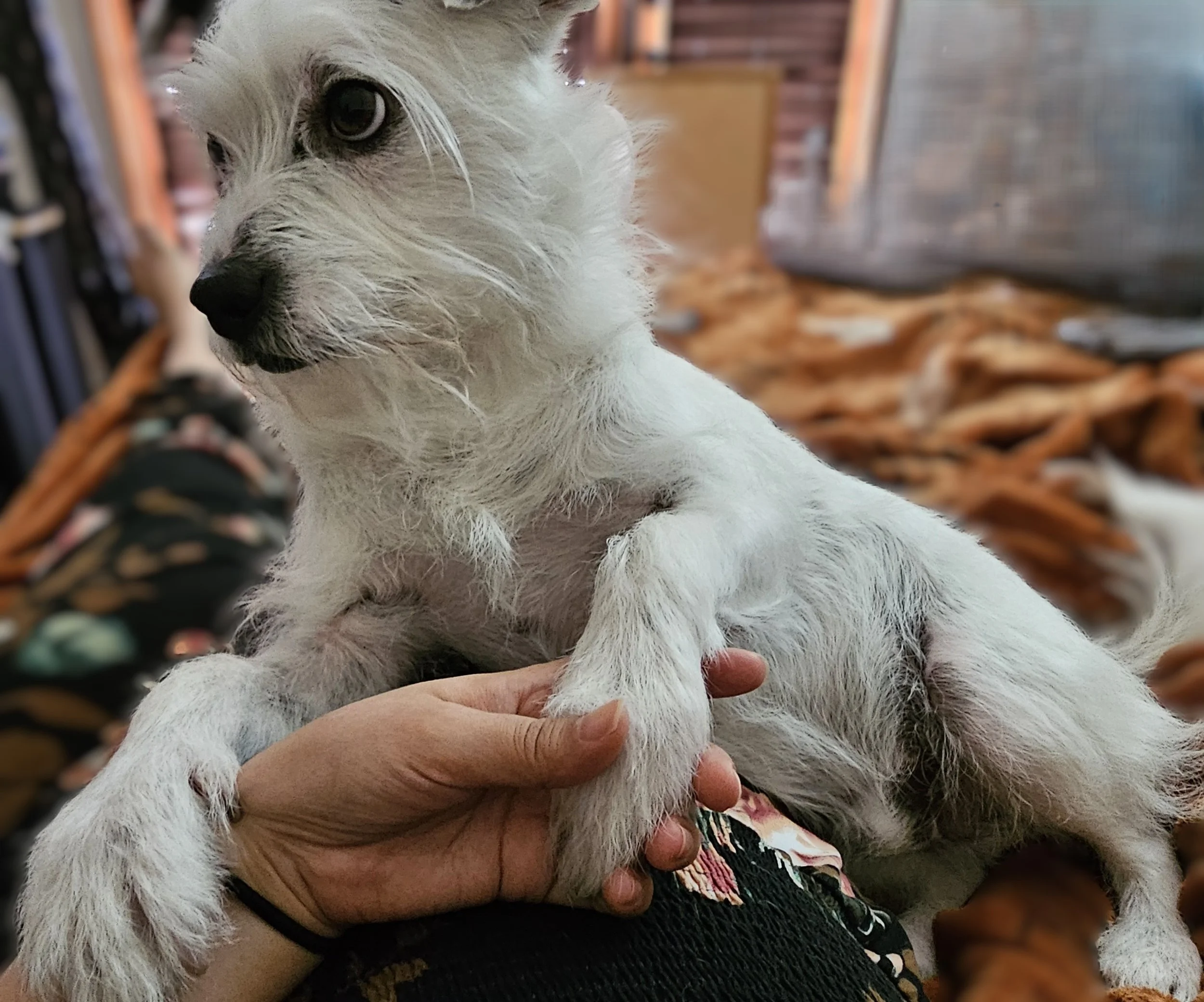 oscar background.jpg