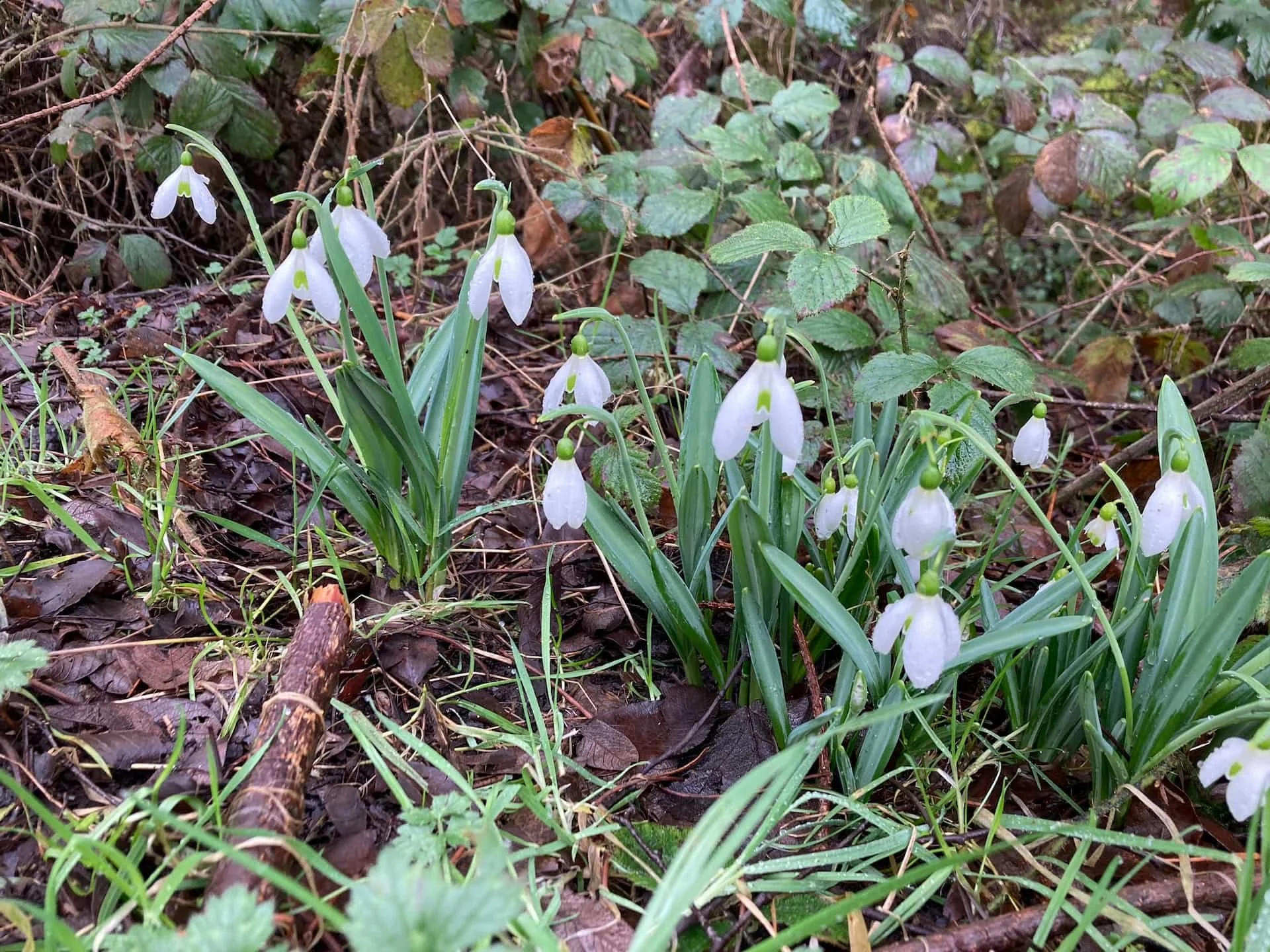 Snowdrop Flower Essence for Moving Forward After Dark Times