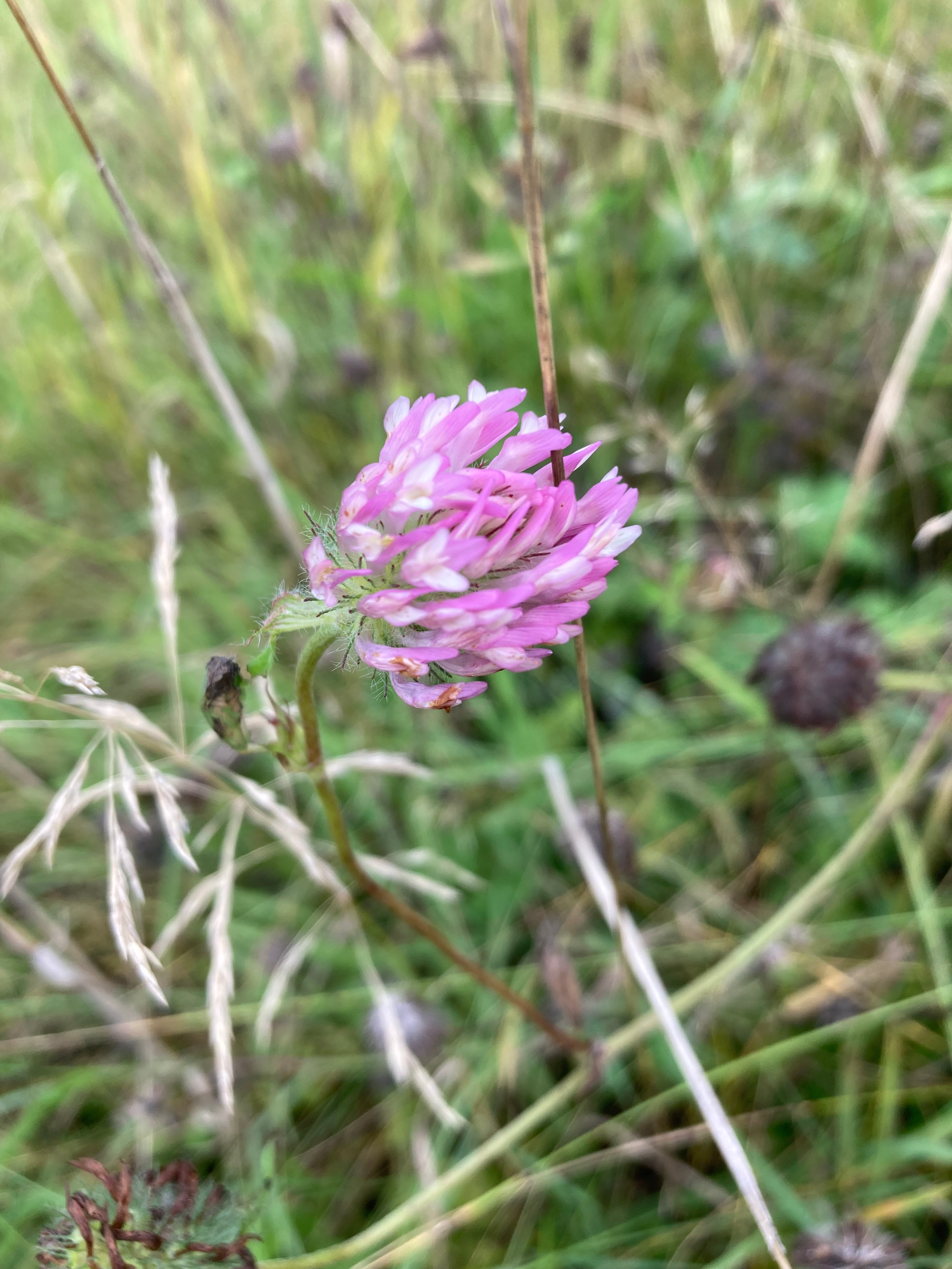 Shielding you from Chaos with Red Clover Flower Essence