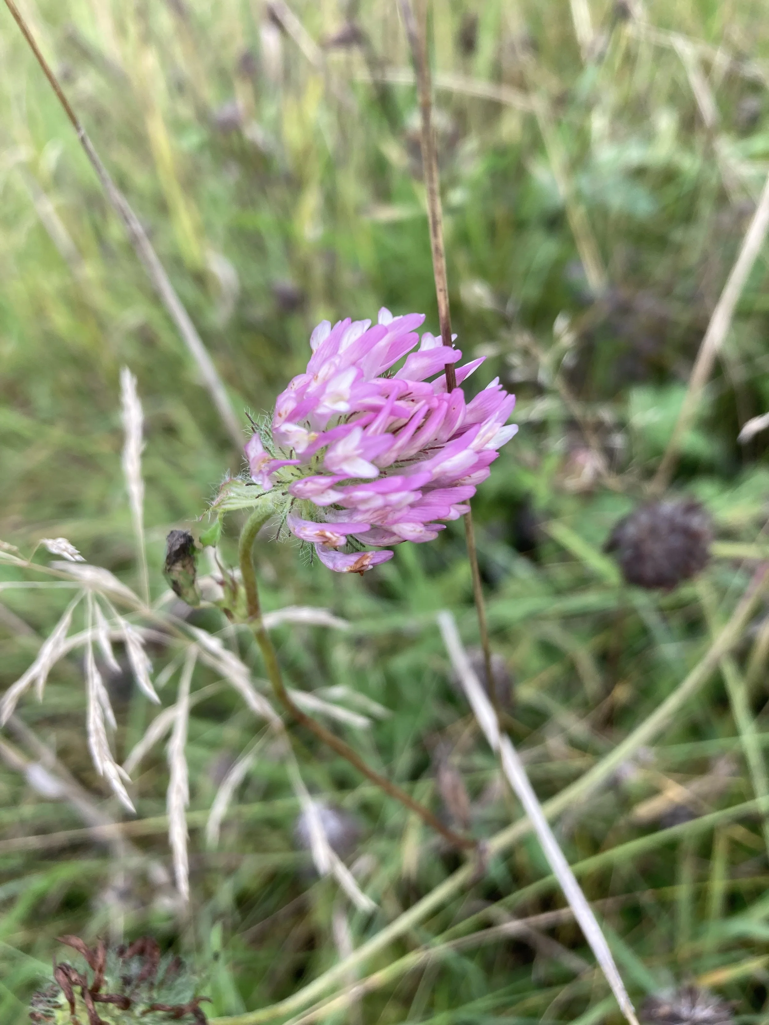 Red Clover
