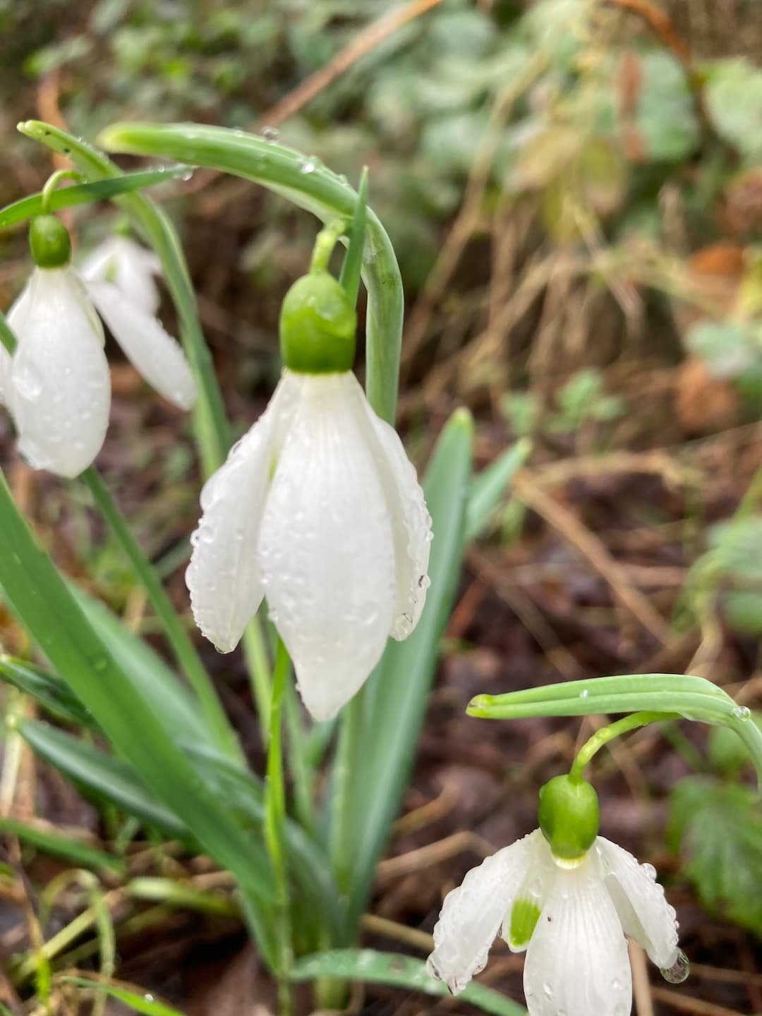 Snowdrop flower