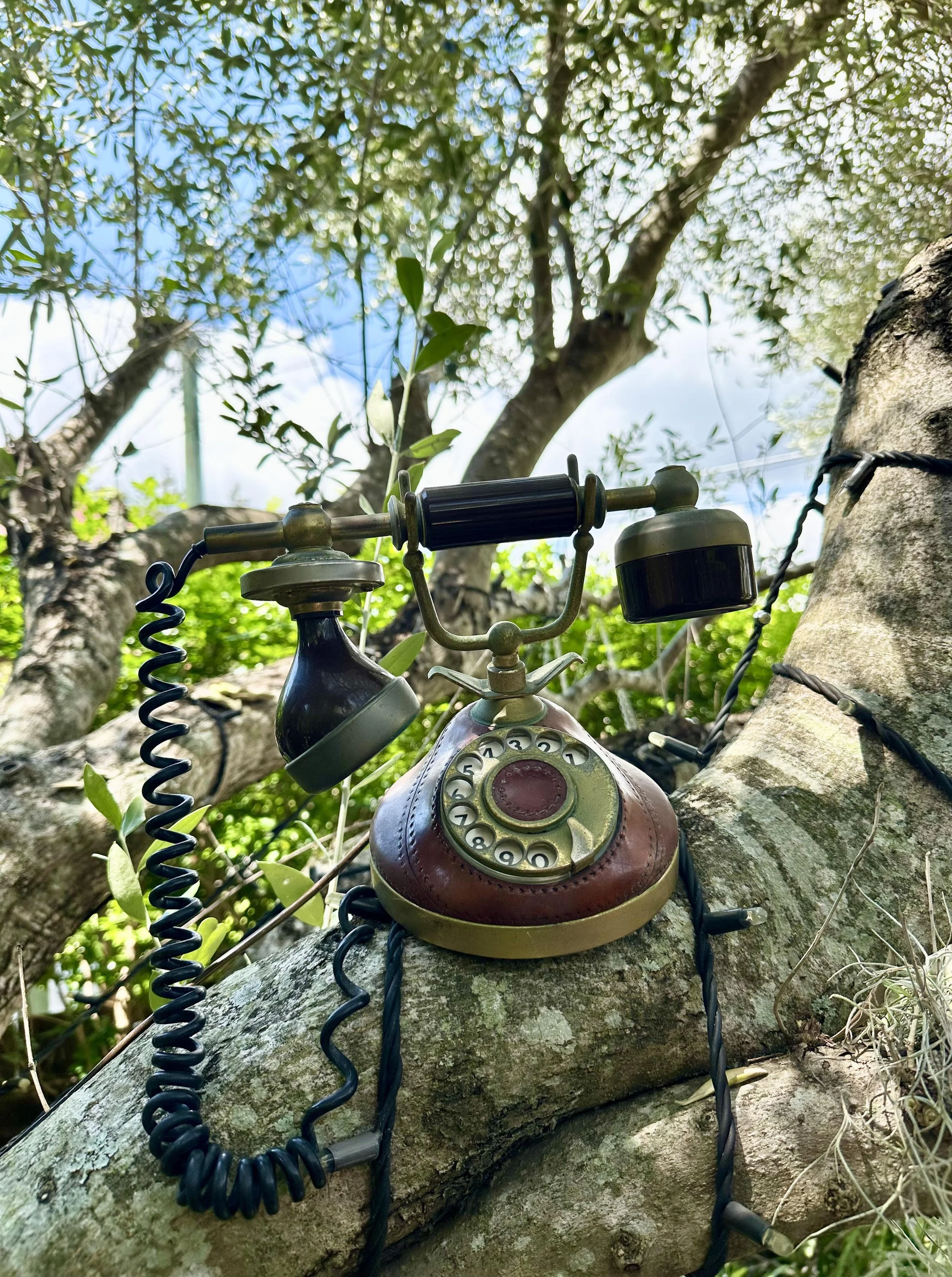 An antique rotary telephone is placed on a tree branch outdoors, surrounded by green foliage and blue sky.