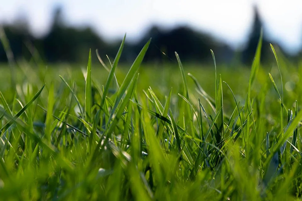 Close-up of green grass blades in a field with a blurred background