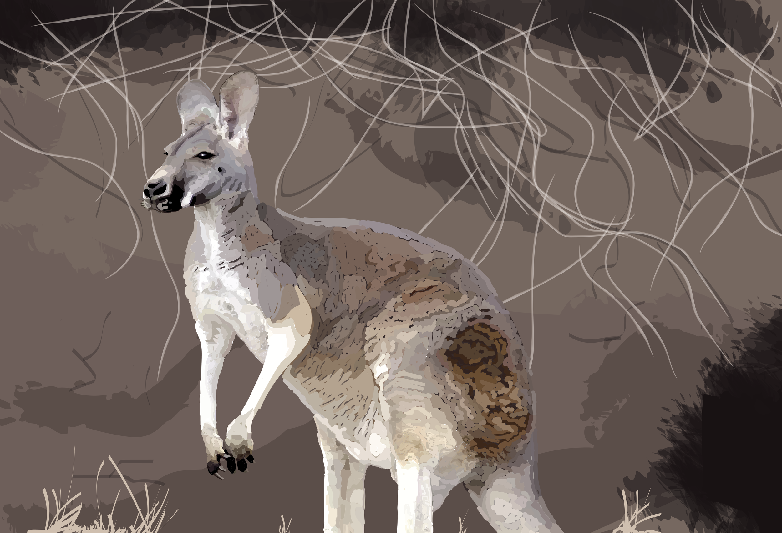 Kangaroo Illustration