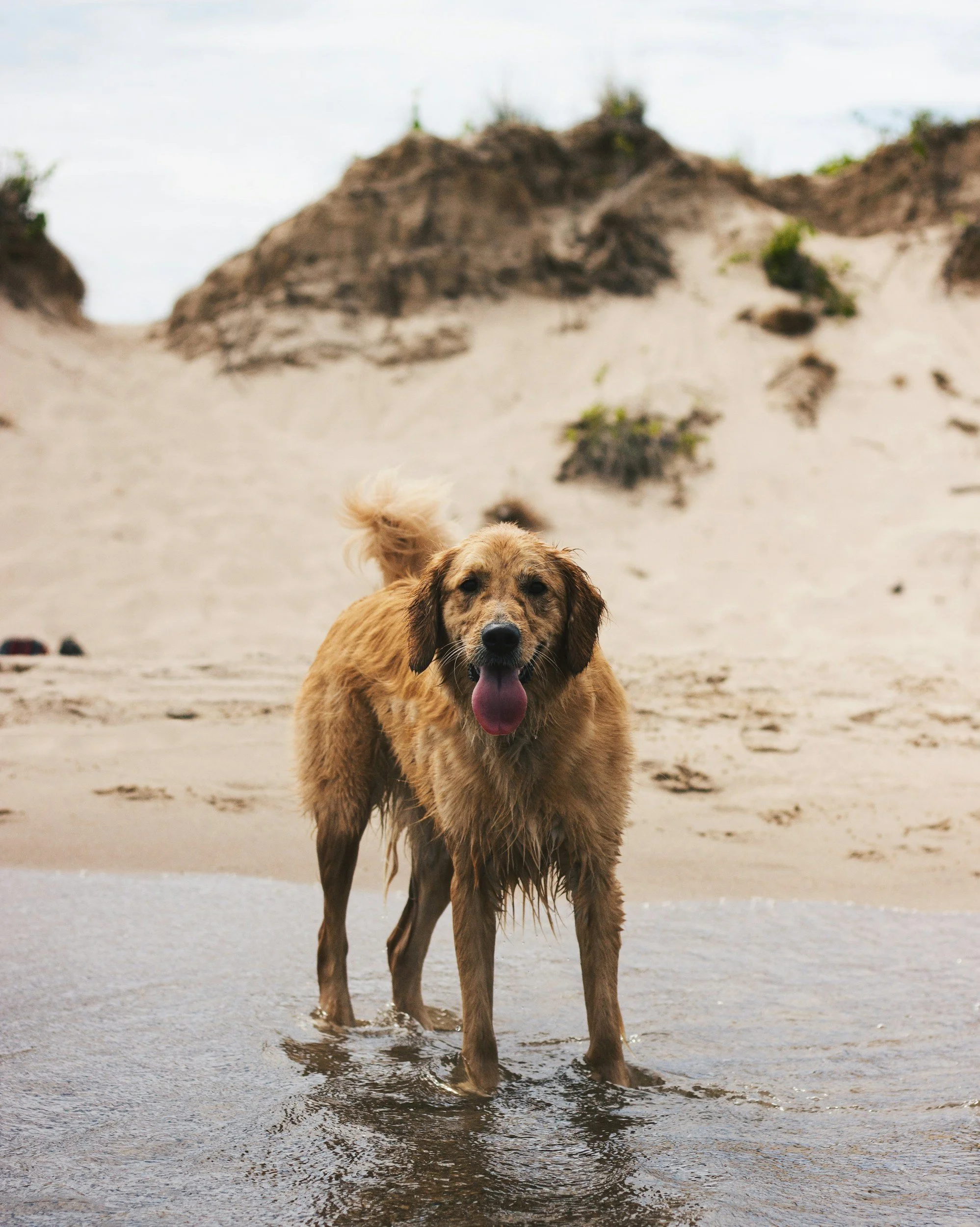 A golden retriever dog standing in shallow water at the beach with sand dunes and cloudy sky in the background.