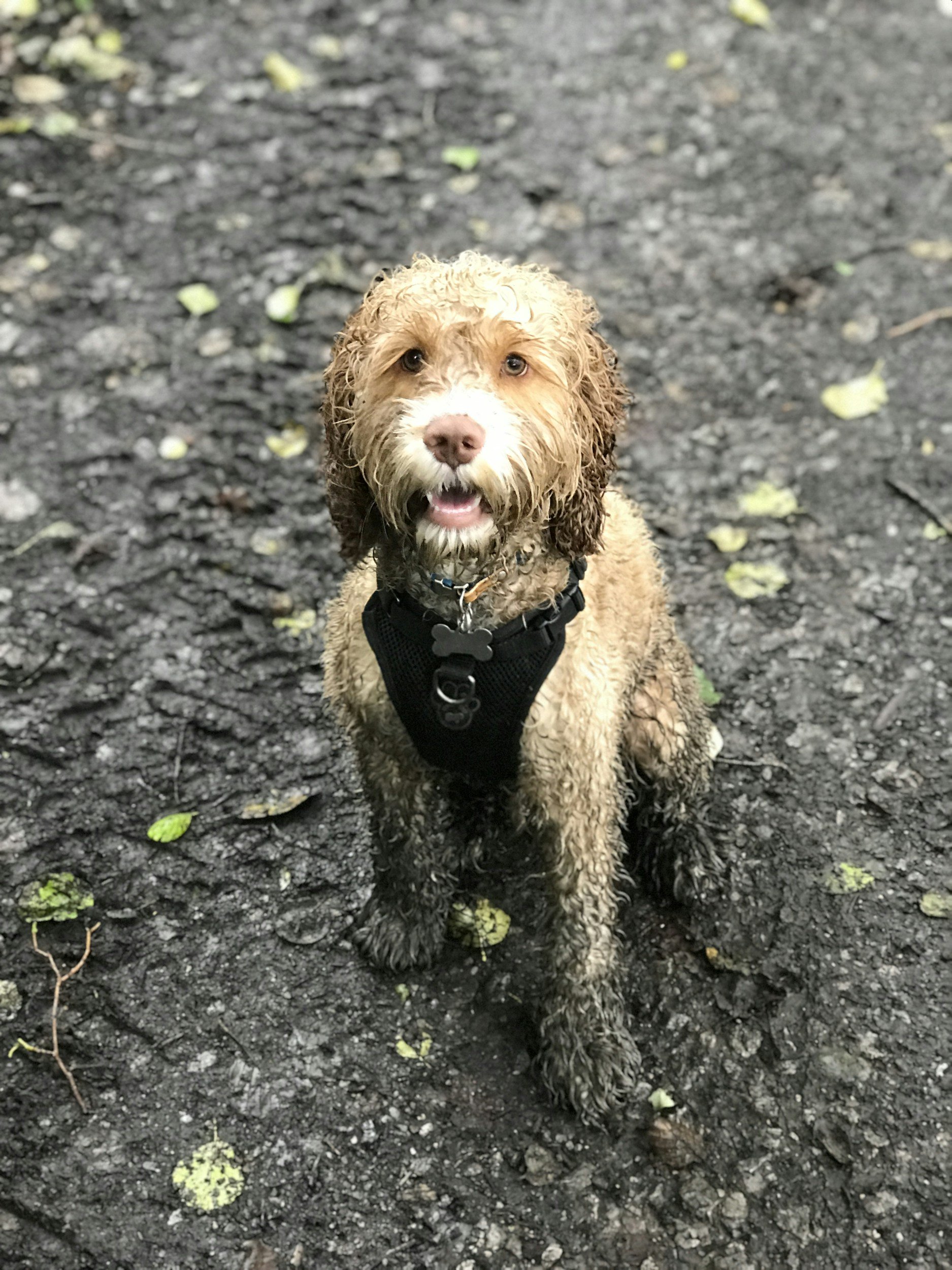 A wet, curly-coated brown and white dog with a black harness, sitting on a muddy trail with scattered green leaves and small plants.