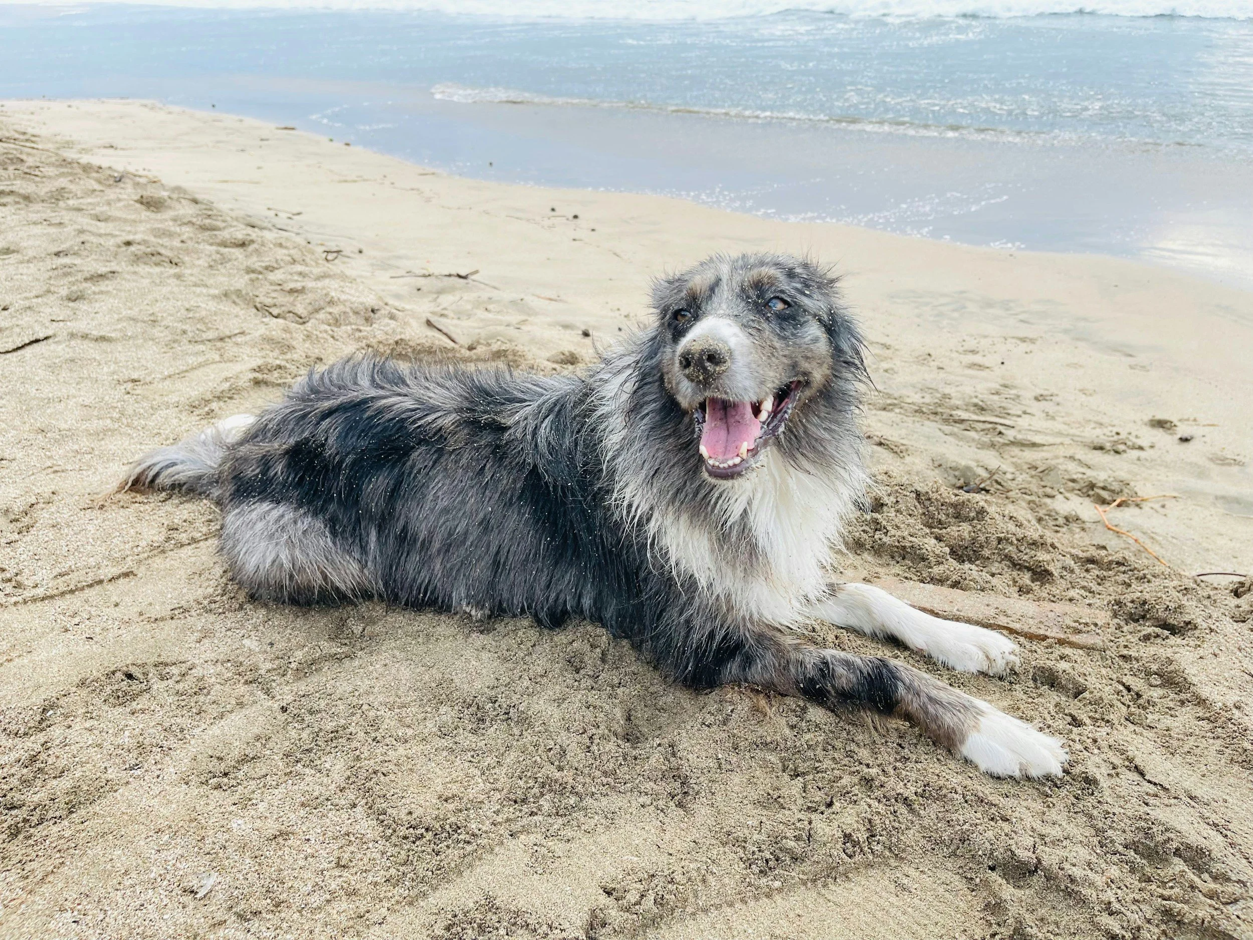 A happy dog lying on the sandy beach near the ocean