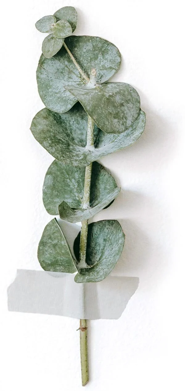 A single eucalyptus branch with round leaves, attached with masking tape.