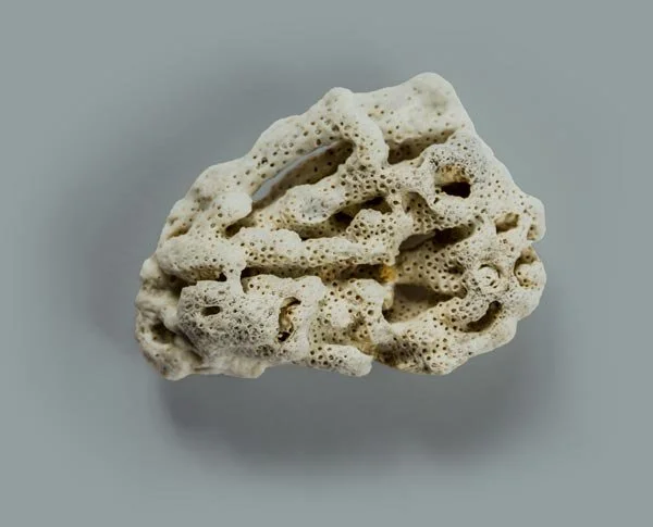 A piece of white porous coral with irregular holes and textured surface