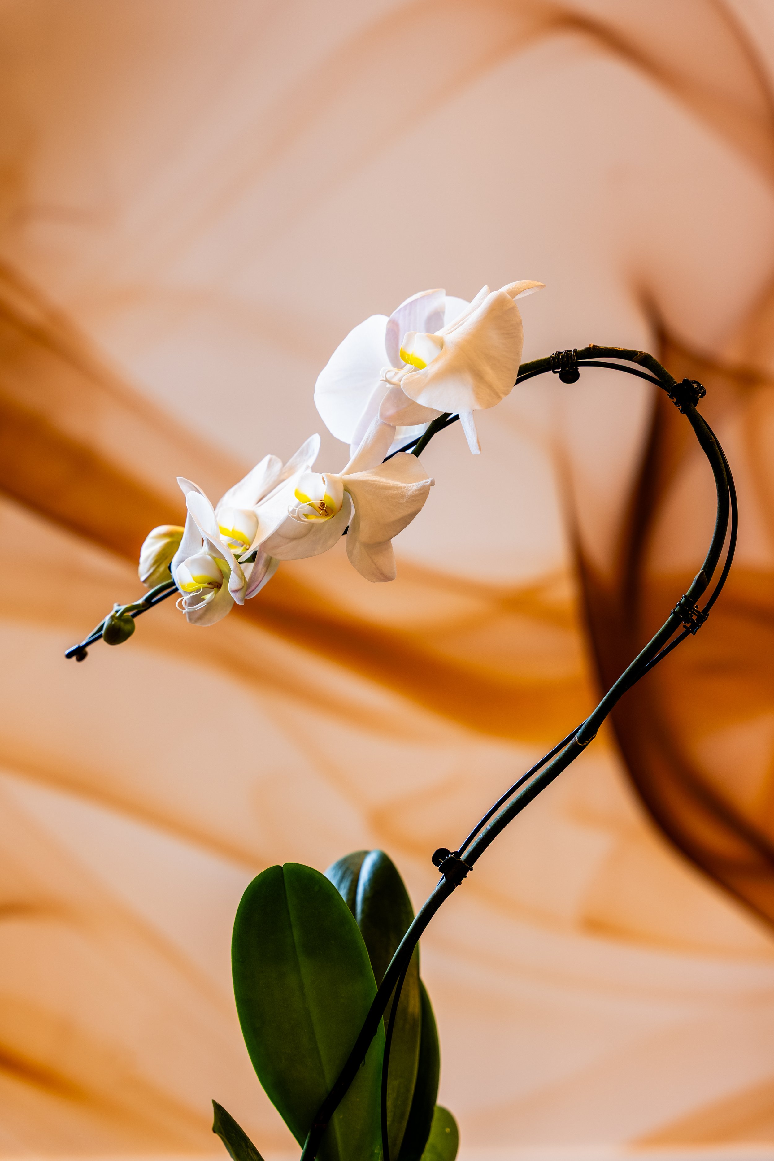 A white orchid flower with yellow accents on the petals, set against a blurred beige and brown background.