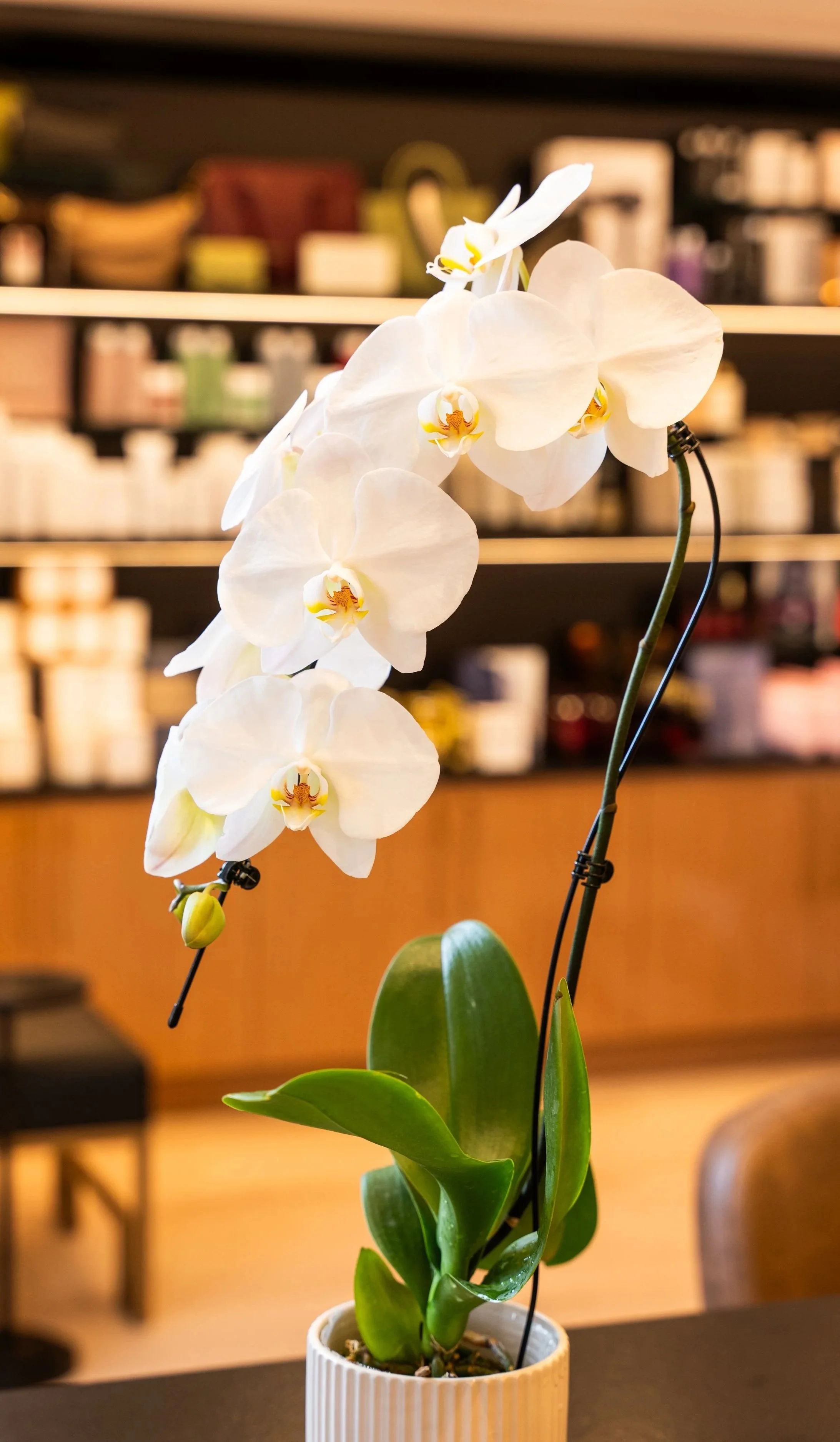 White Phalaenopsis orchid plant with multiple flowers in a white pot on a dark surface indoors.